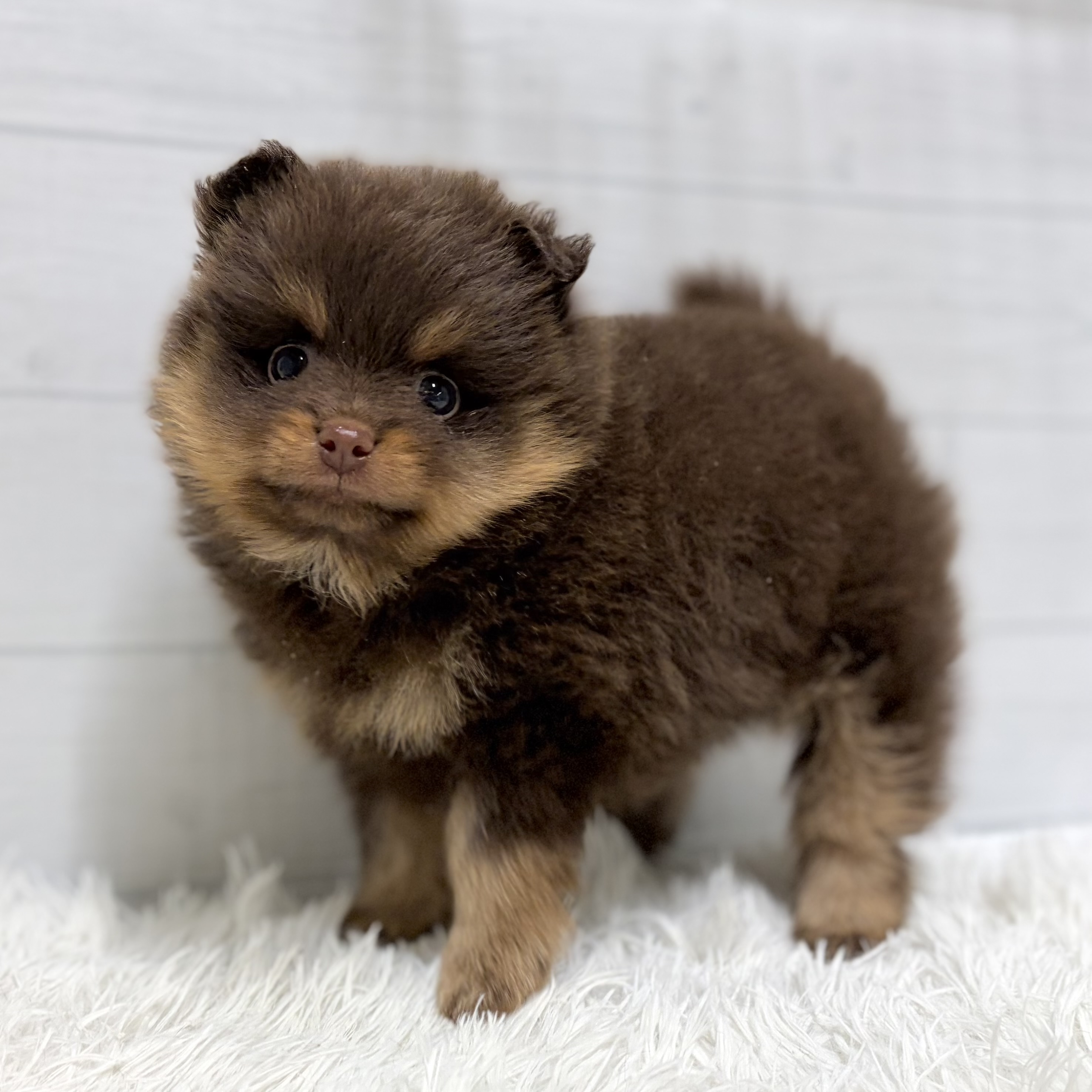愛知県のポメラニアン (犬の家＆猫の里豊田店/2026年1月14日生まれ/男の子/チョコレートタン)の子犬の3枚目の画像