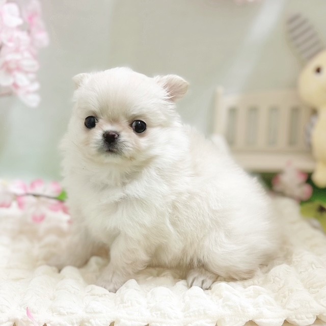 静岡県のチワワ(ロング) (犬の家＆猫の里藤枝店/2026年1月19日生まれ/女の子/クリーム)の子犬の3枚目の画像