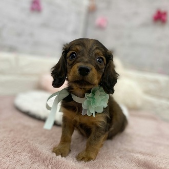 静岡県のミニチュアダックスフンド(ロング) (犬の家＆猫の里アミーゴ浜松和田店/2026年1月15日生まれ/男の子/レッド)の子犬の3枚目の画像