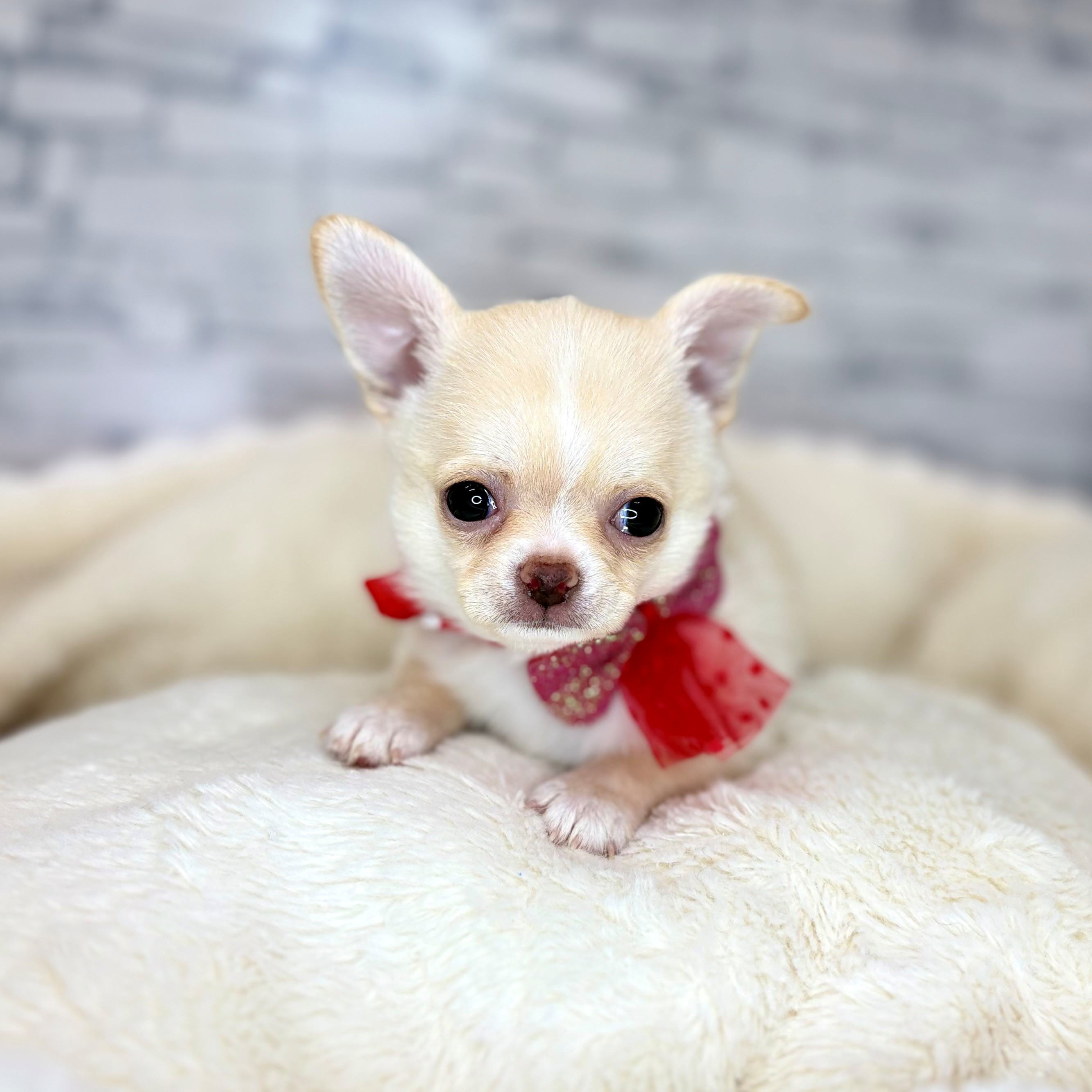 長野県のチワワ(スムース) (犬の家＆猫の里長野店/2026年1月20日生まれ/男の子/クリーム)の子犬の3枚目の画像