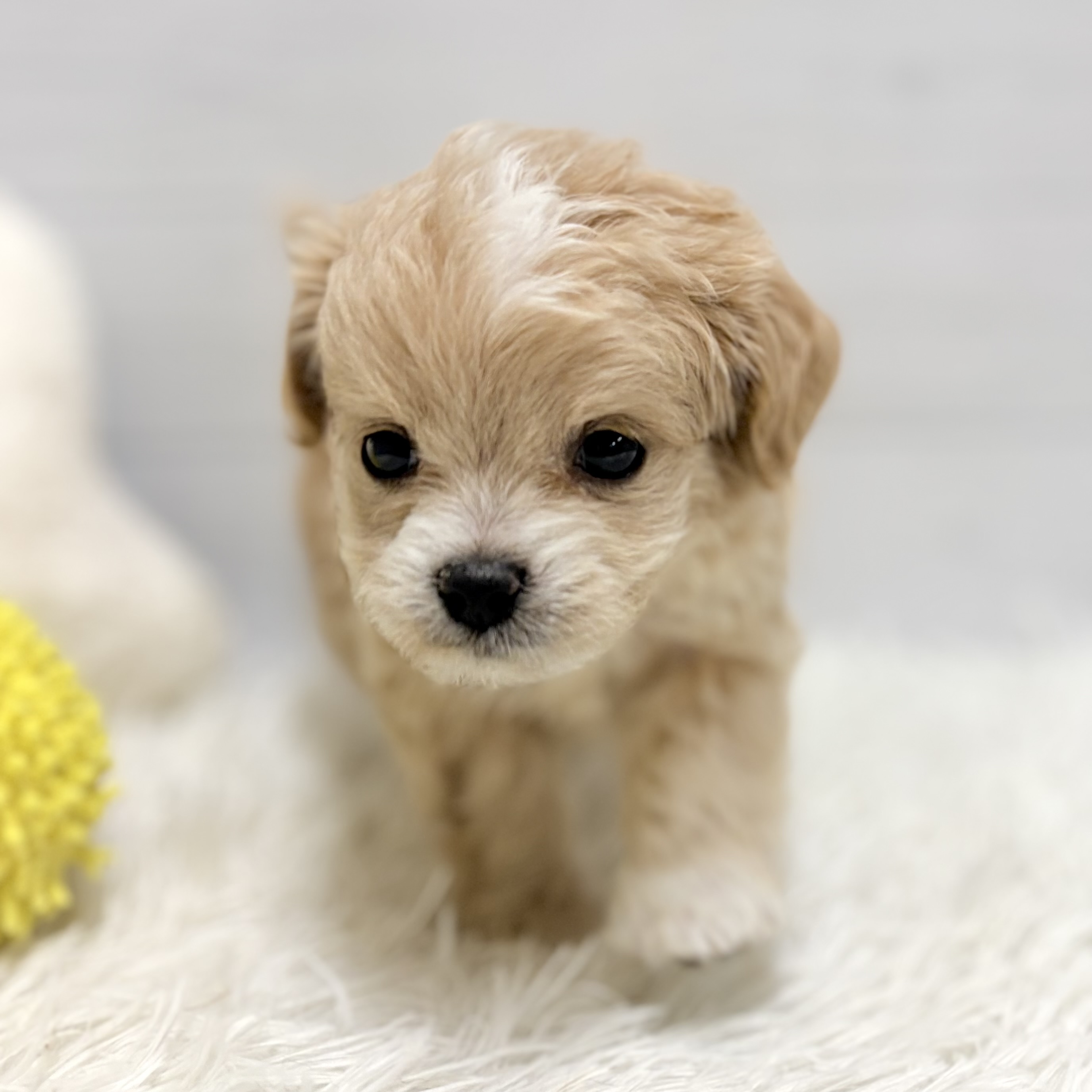 愛知県のチワプー/プーチー(チワワ×プードル) (犬の家＆猫の里豊田店/2026年1月20日生まれ/男の子/アプリコットホワイト)の子犬の3枚目の画像
