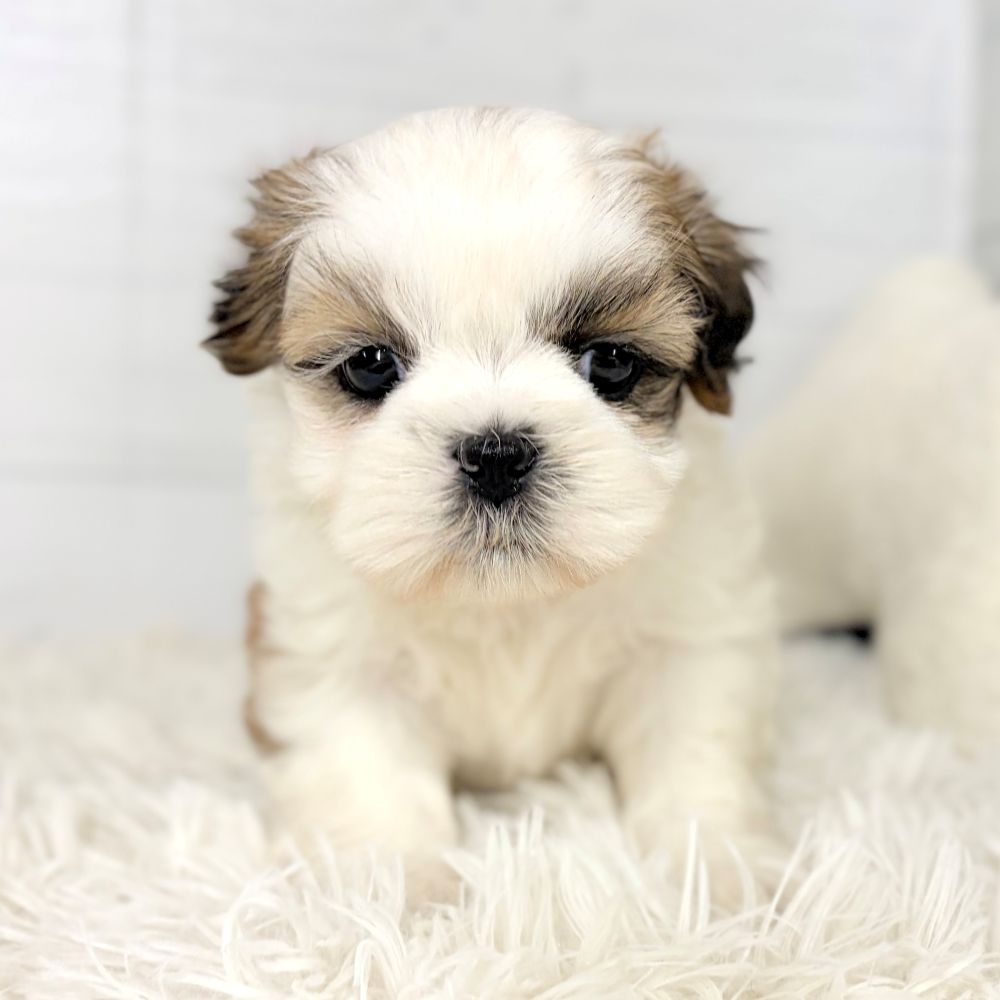 愛知県のシーズー (犬の家＆猫の里豊田店/2026年1月18日生まれ/女の子/ホワイトゴールド)の子犬の3枚目の画像