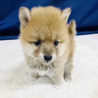 愛知県のポメ柴/豆ポメ/ポメ豆柴(ポメラニアン×柴犬) (犬の家＆猫の里一宮店/2026年1月18日生まれ/女の子/赤)の子犬の3枚目の画像