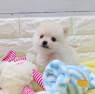 静岡県のポメラニアン (犬の家＆猫の里アミーゴ浜松和田店/2026年1月19日生まれ/女の子/クリーム)の子犬の3枚目の画像