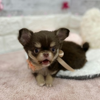 静岡県のチワワ(ロング) (犬の家＆猫の里アミーゴ浜松和田店/2026年1月19日生まれ/女の子/チョコレートタンホワイト)の子犬の3枚目の画像