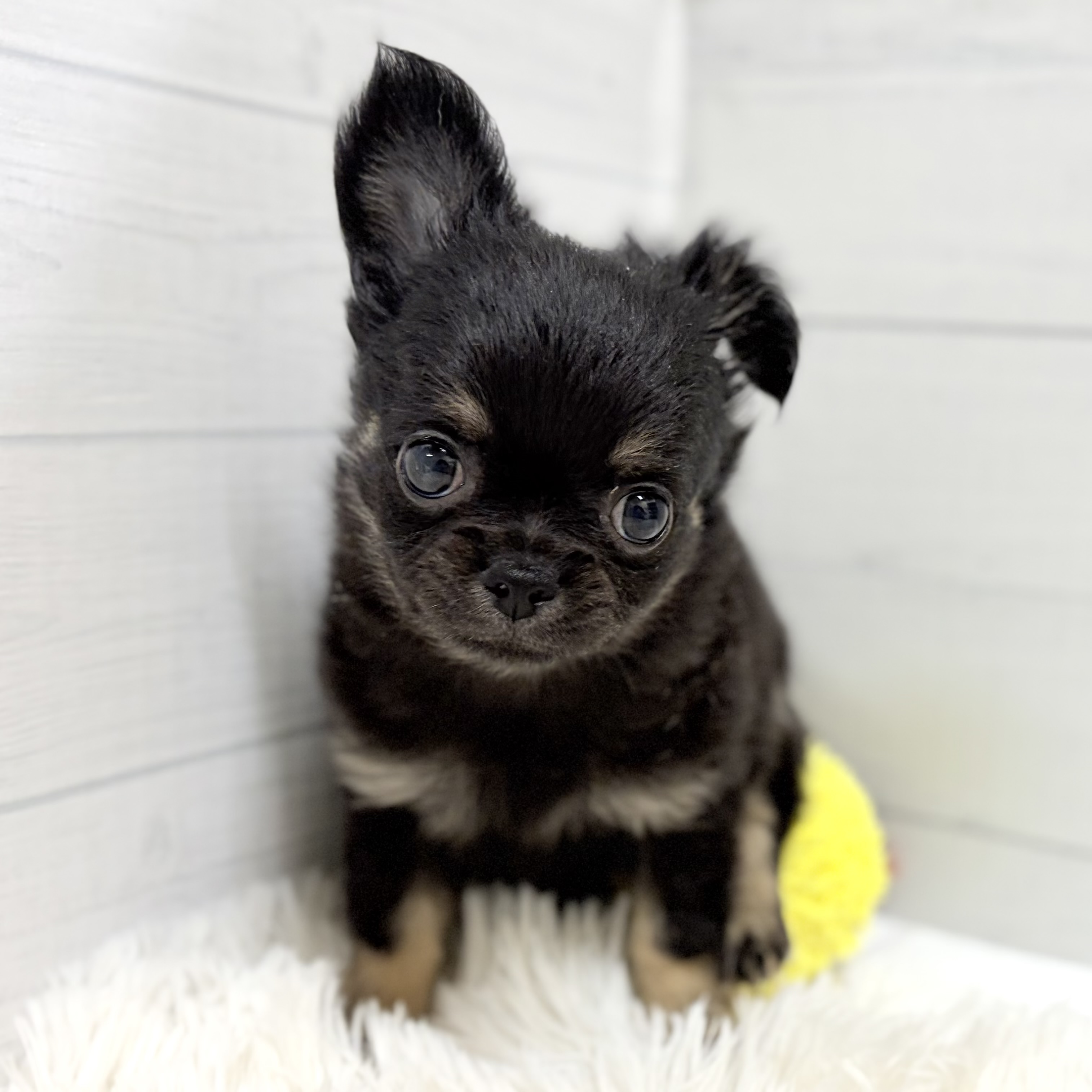 愛知県のチワワ(ロング) (犬の家＆猫の里豊田店/2026年1月18日生まれ/女の子/ブラックタン)の子犬の3枚目の画像