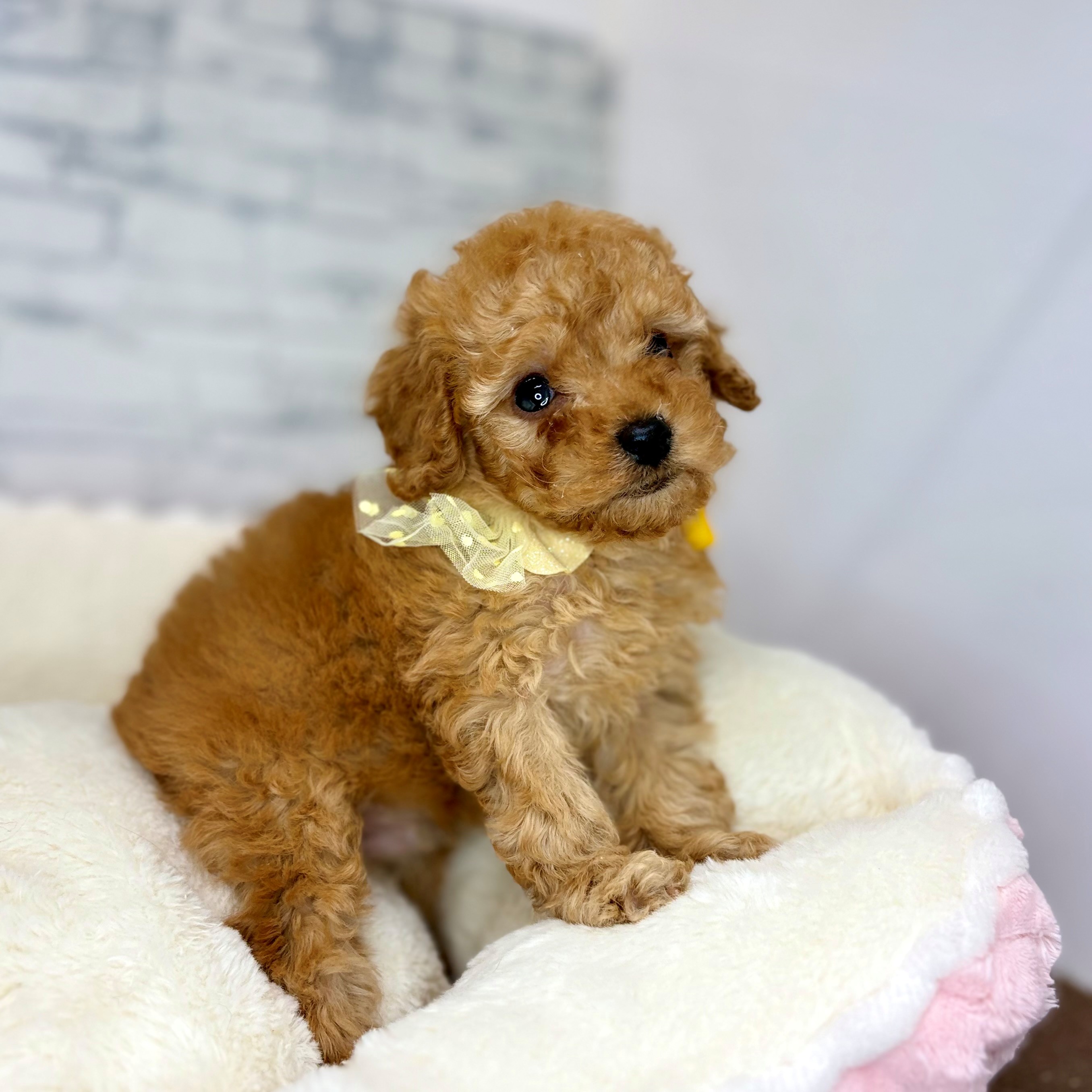 長野県のトイプードル(トイ) (犬の家＆猫の里長野店/2026年1月19日生まれ/男の子/レッド)の子犬の3枚目の画像