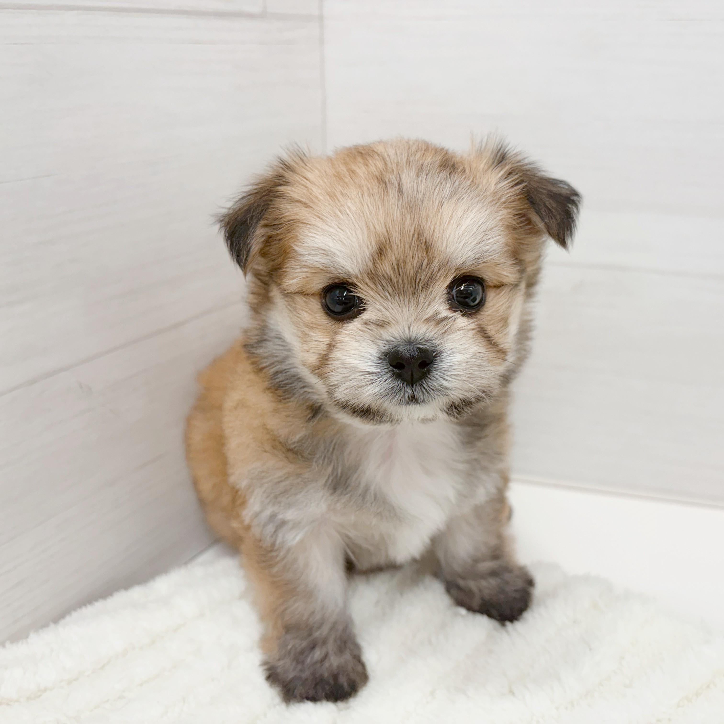 石川県のチワマル/マルチワ(チワワ×マルチーズ) (犬の家＆猫の里アミーゴ金沢おこばた店/2026年1月18日生まれ/女の子/フォーン)の子犬の3枚目の画像