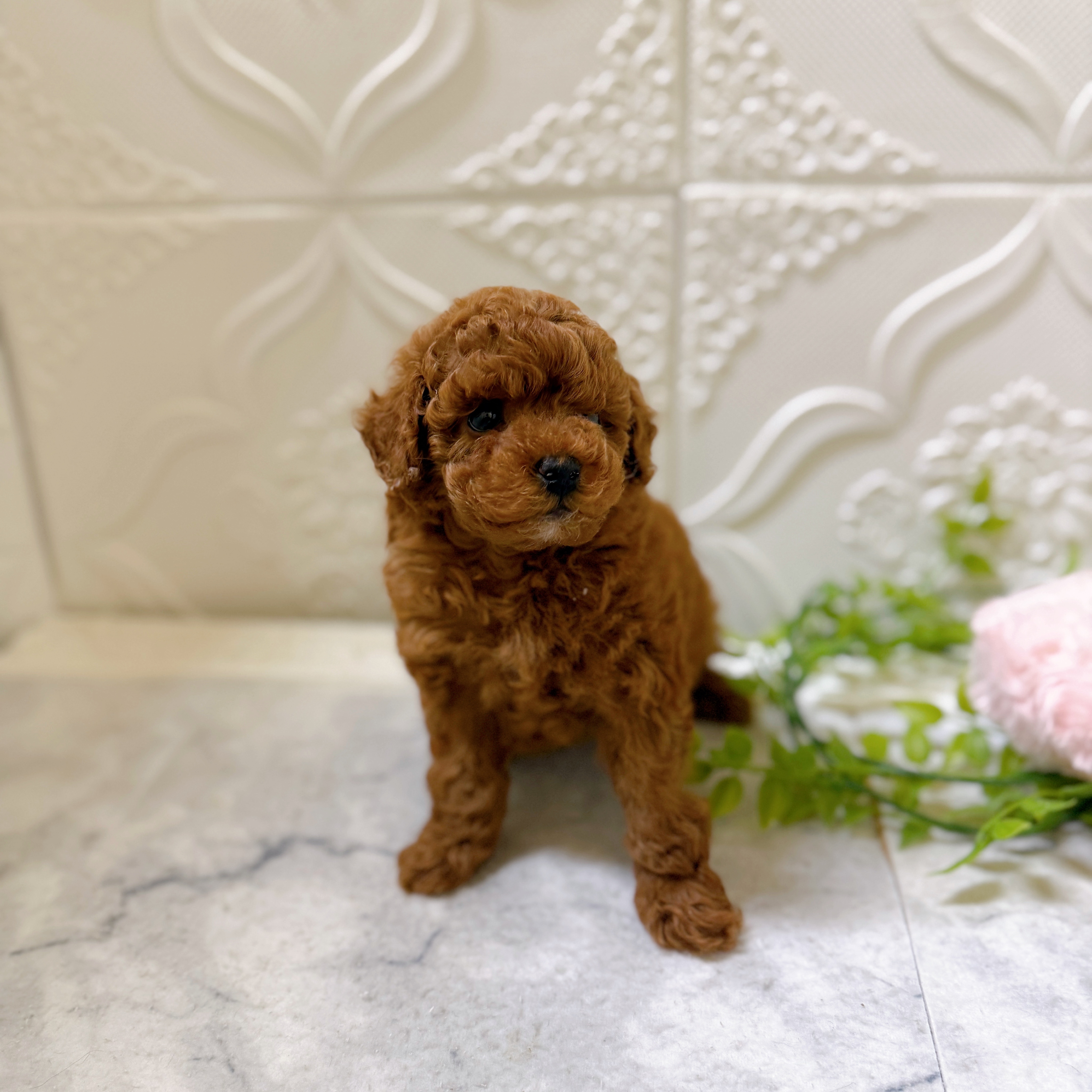 トイプードル女の子の写真