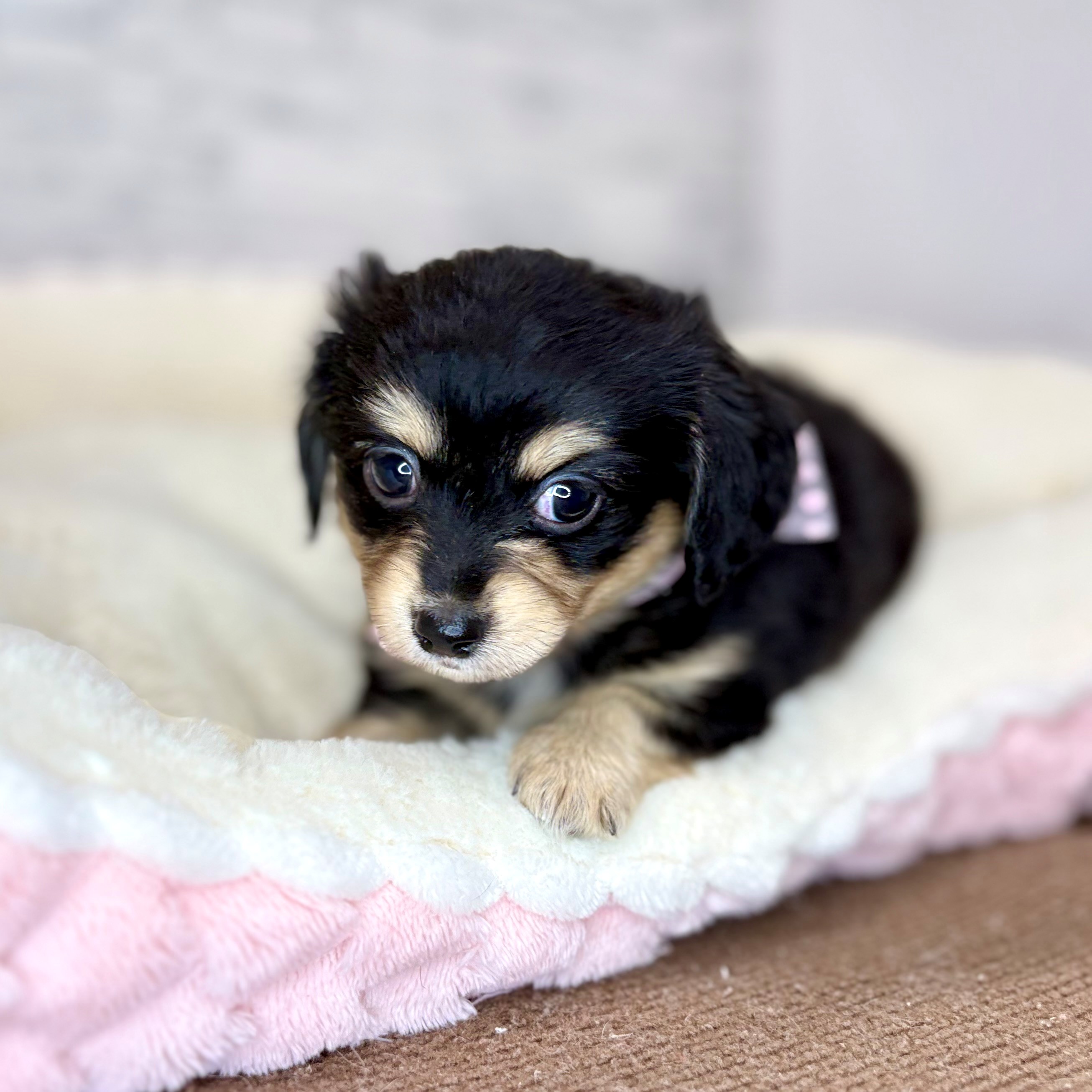 長野県のチワックス(チワワ×ダックス) (犬の家＆猫の里長野店/2026年1月19日生まれ/男の子/ブラックタンホワイト)の子犬の3枚目の画像