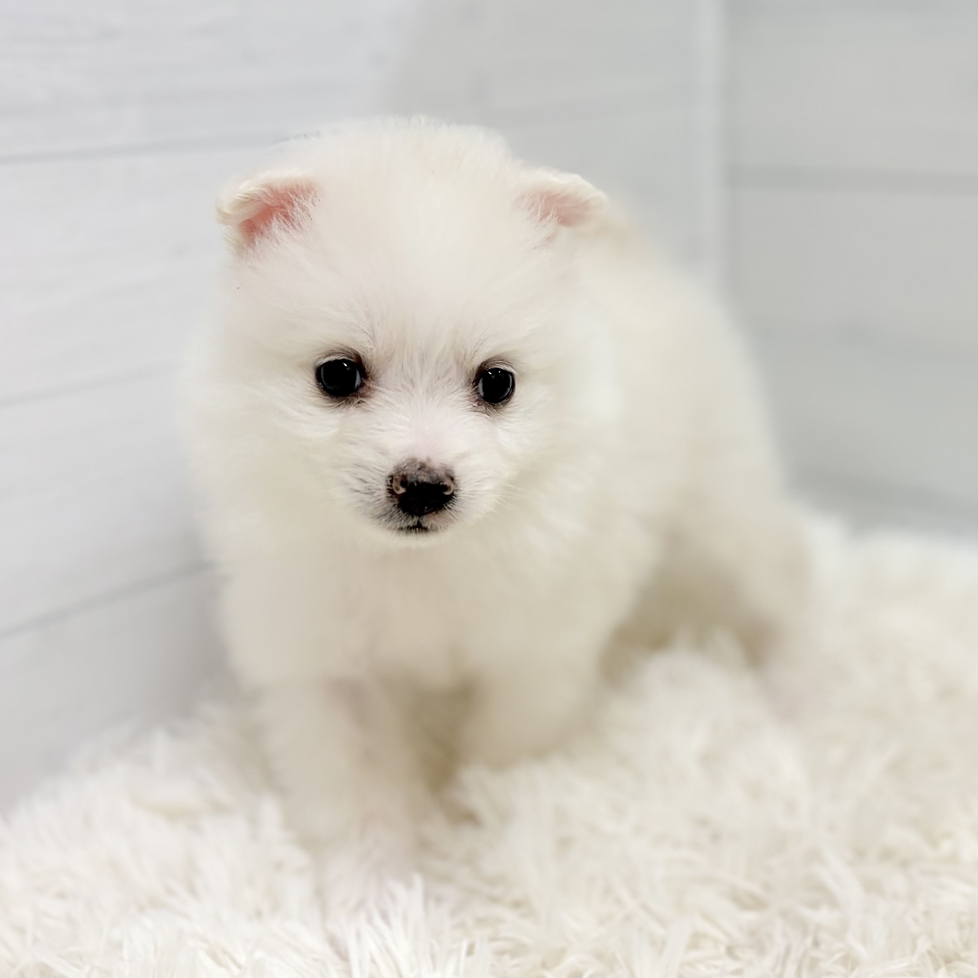 愛知県のポメラニアン (犬の家＆猫の里豊田店/2026年1月20日生まれ/男の子/ホワイト)の子犬の3枚目の画像