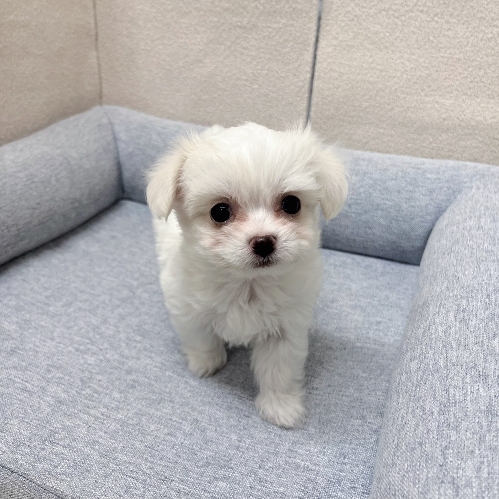 長野県のハーフ犬・ミックス犬 (犬の家＆猫の里塩尻店/2026年1月19日生まれ/男の子/ホワイト)の子犬の3枚目の画像