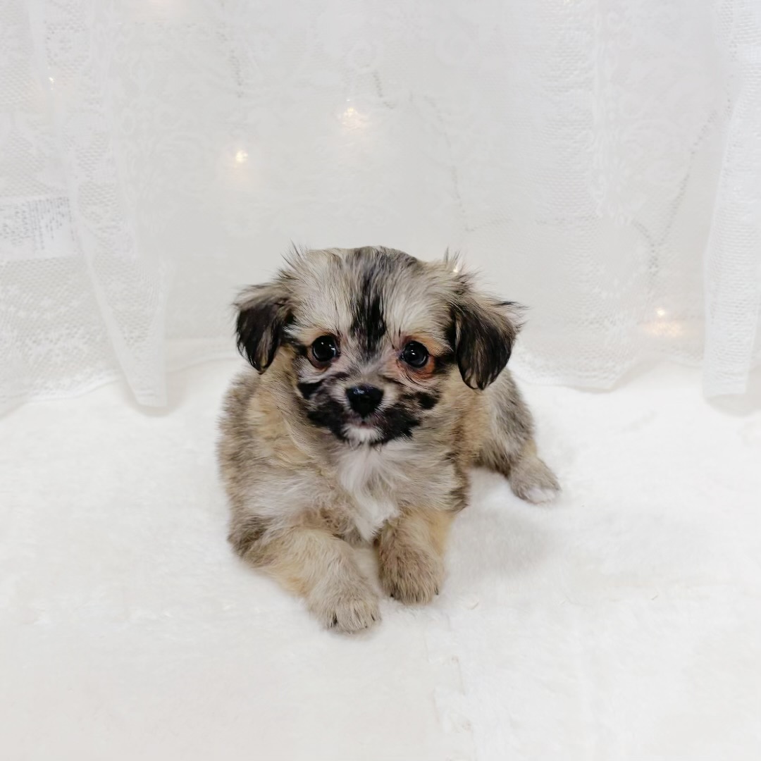 千葉県のハーフ犬・ミックス犬 (犬の家＆猫の里BIGHOPガーデンモール印西店/2026年1月19日生まれ/男の子/セーブル)の子犬の3枚目の画像