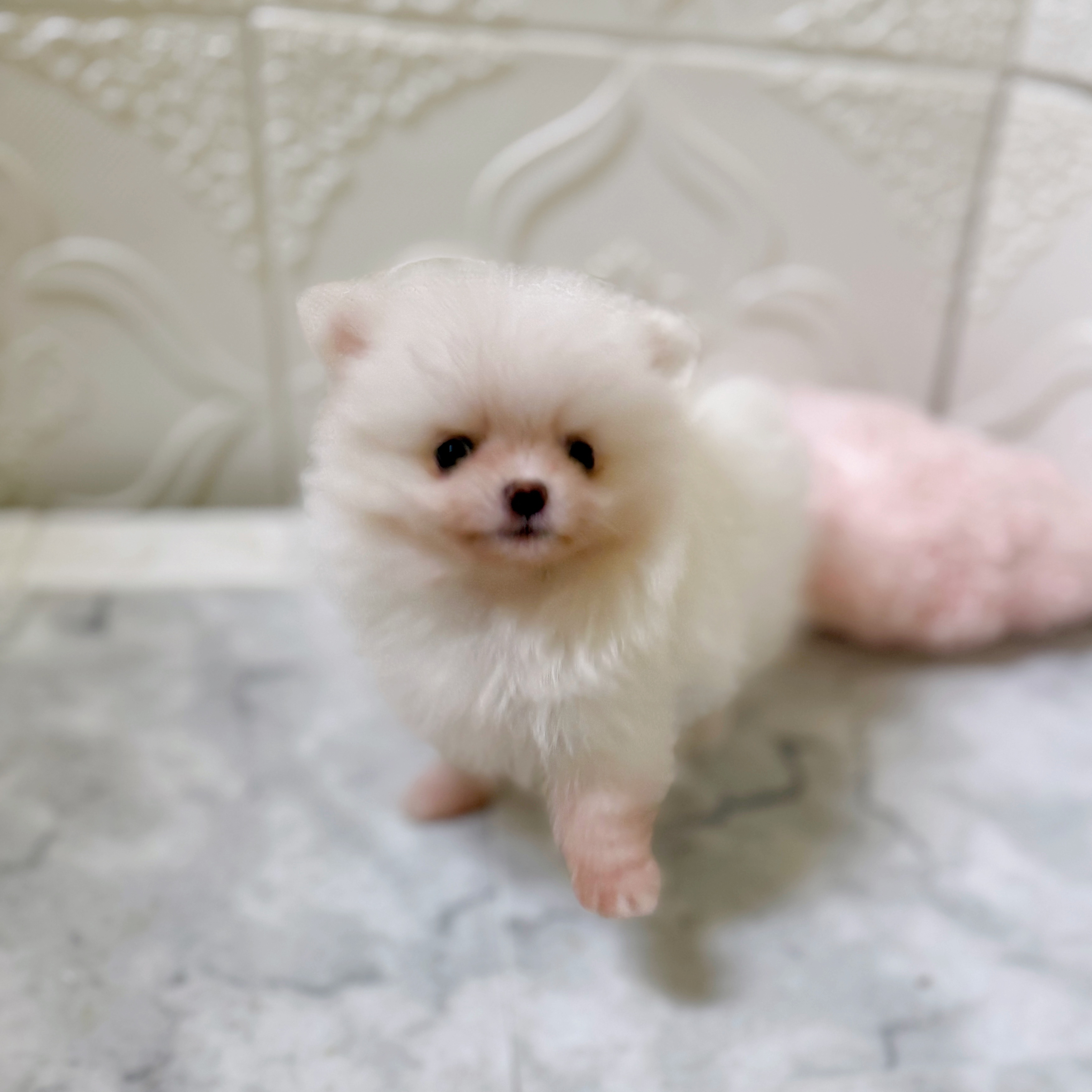 愛知県のポメラニアン (犬の家＆猫の里岡崎店/2026年1月20日生まれ/女の子/ホワイト)の子犬の3枚目の画像