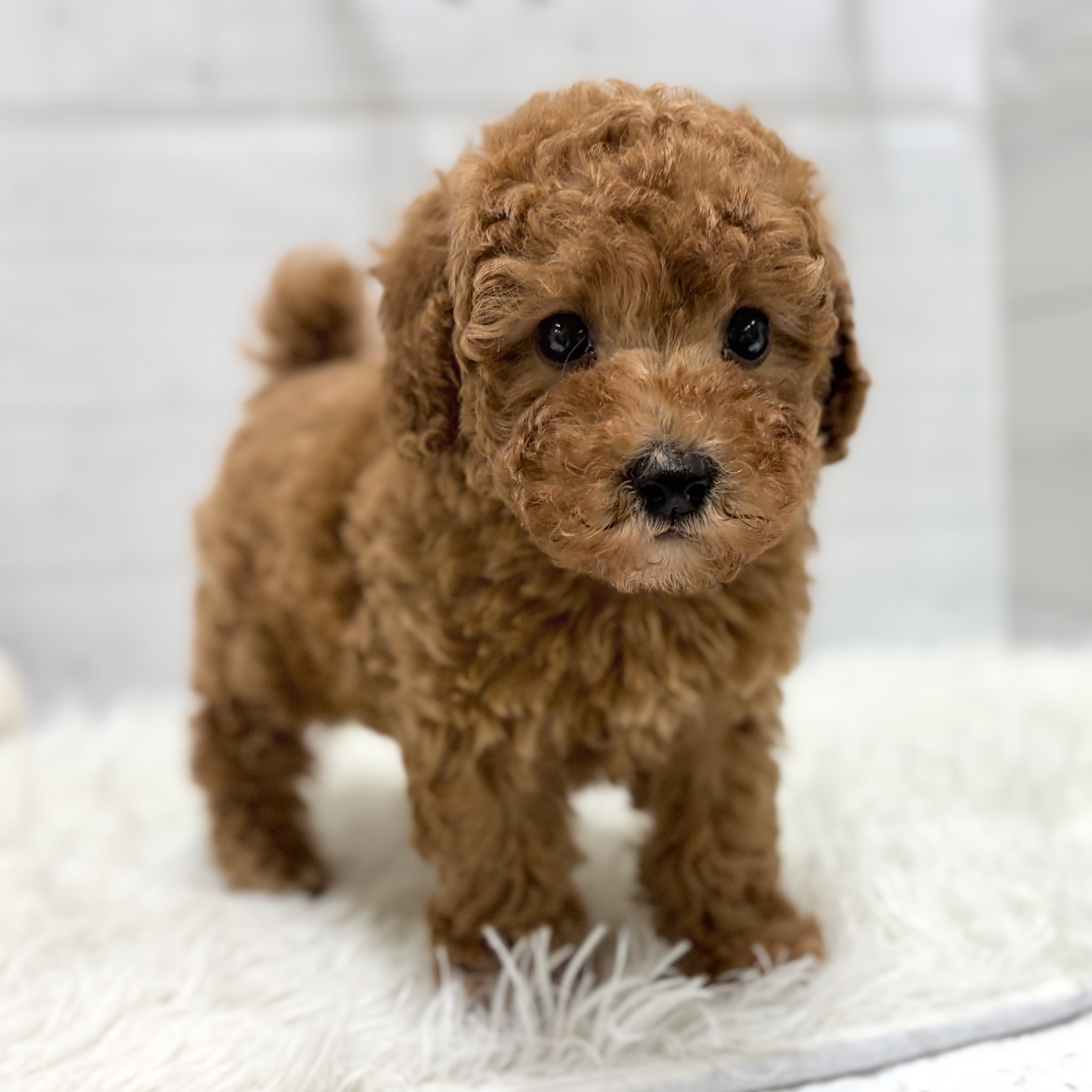 トイプードル男の子の写真