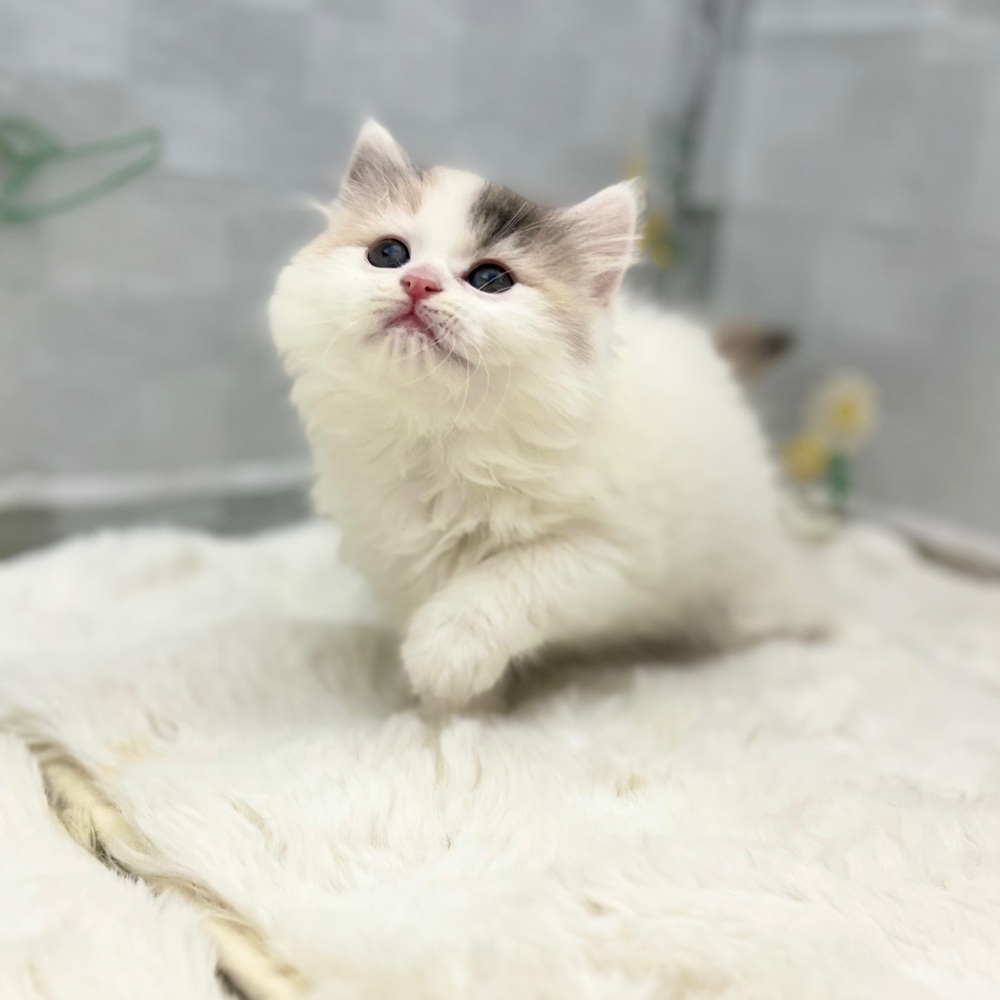 静岡県のマンチカン (犬の家＆猫の里MEGAドン・キホーテ袋井店/2026年1月18日生まれ/女の子/ダイリュートキャリコ)の子猫の3枚目の画像