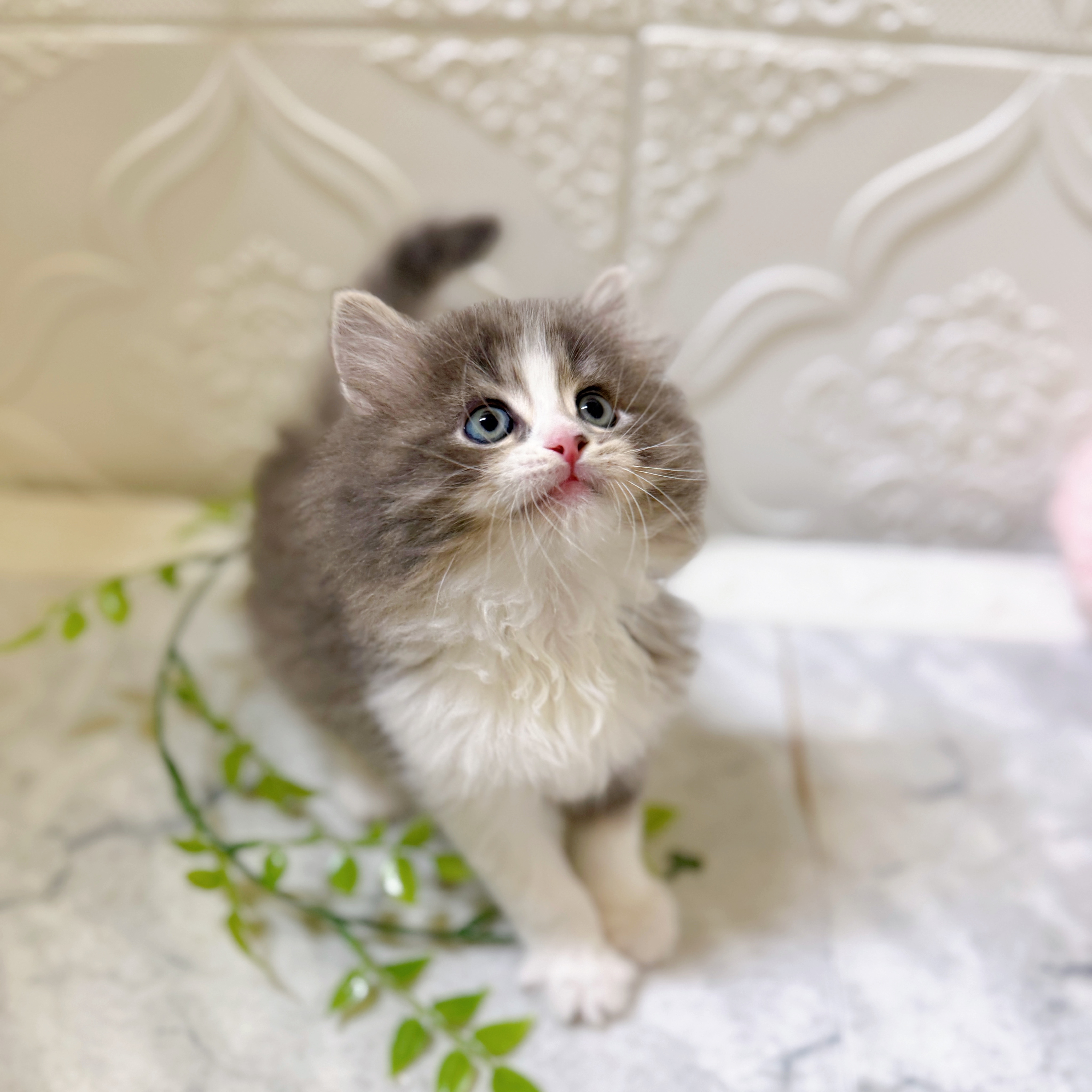 愛知県のサイベリアン (犬の家＆猫の里岡崎店/2026年1月19日生まれ/男の子/ブルータビーホワイト)の子猫の3枚目の画像