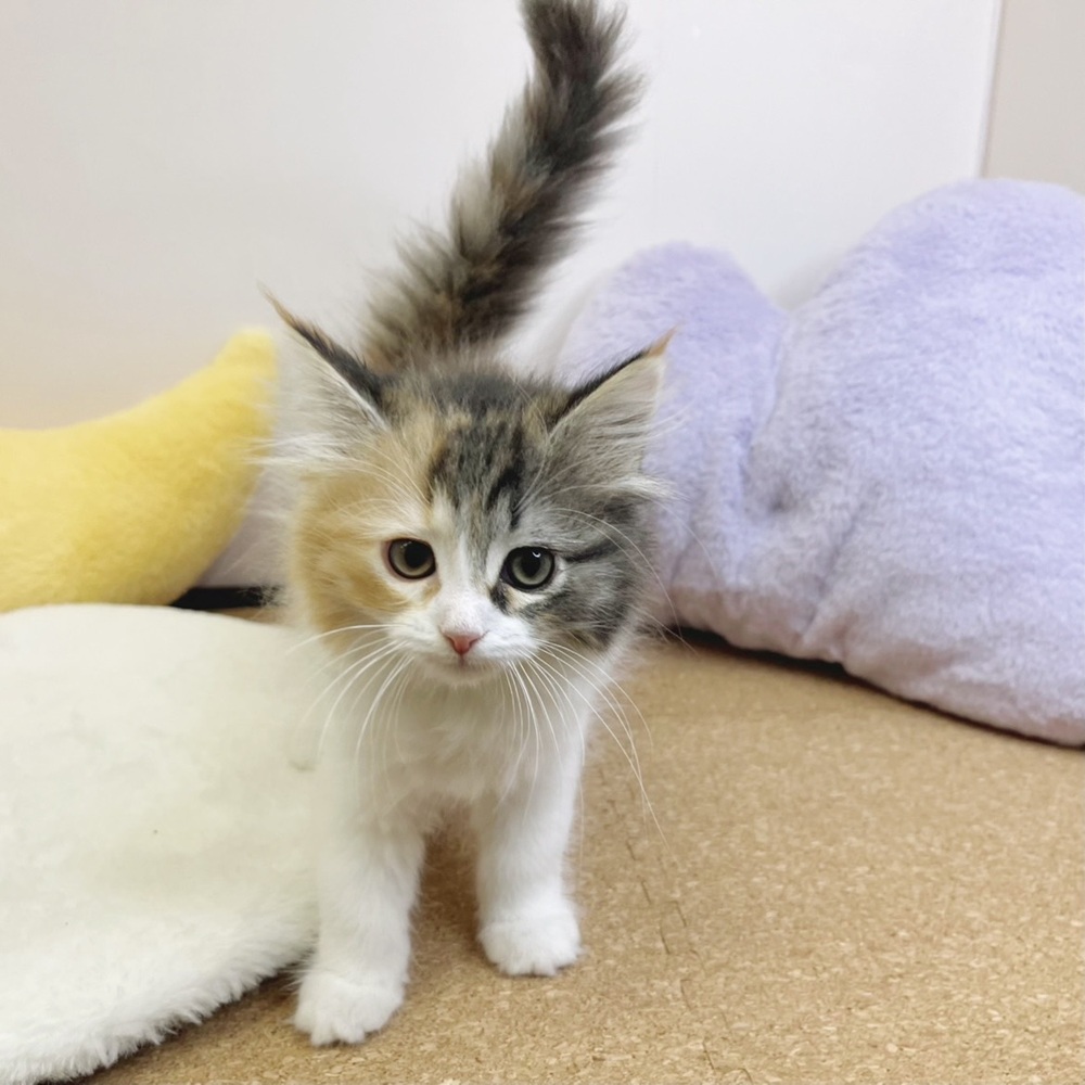 静岡県のサイベリアン (犬の家＆猫の里マークイズ静岡店/2026年1月19日生まれ/女の子/キャリコ)の子猫の3枚目の画像