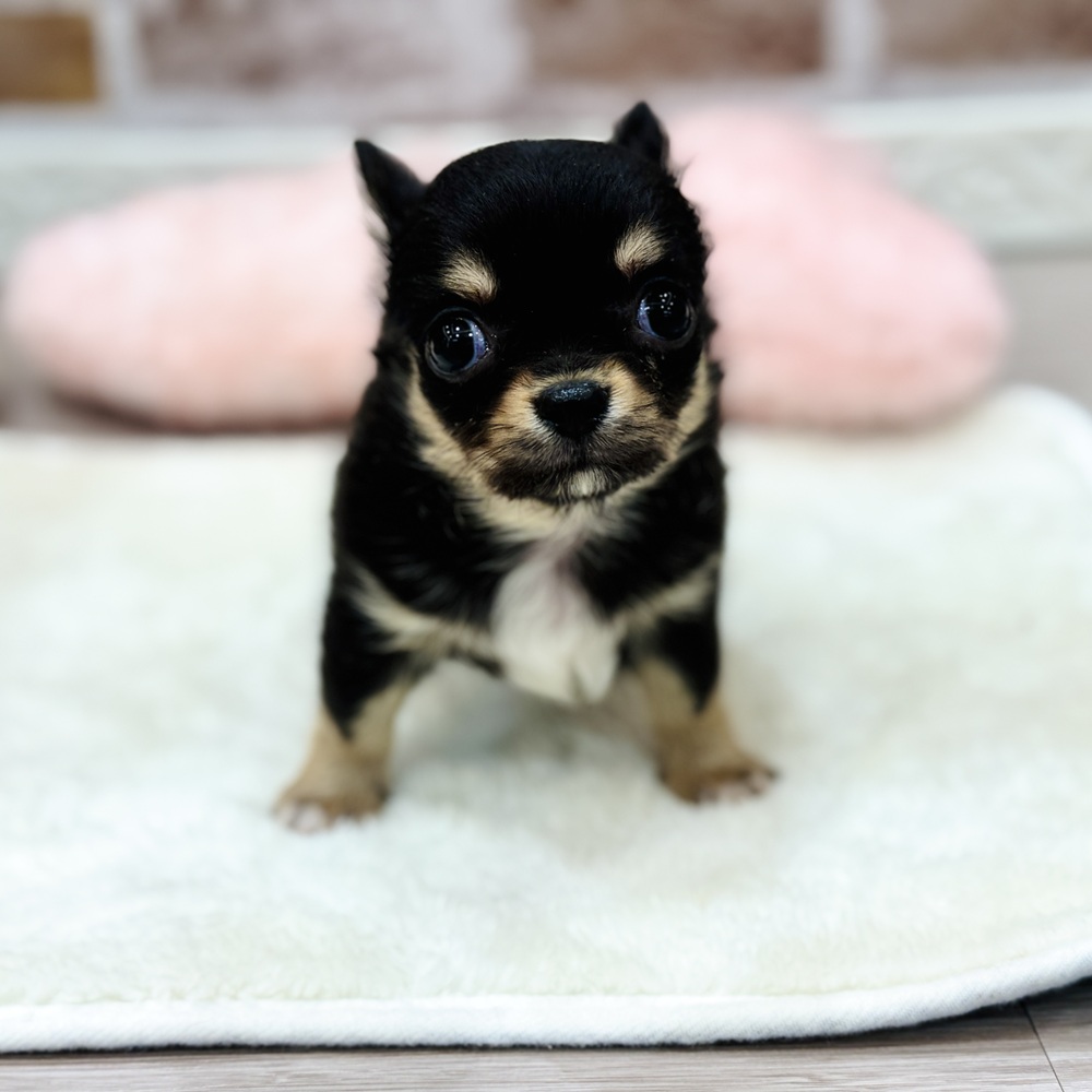 三重県のチワワ(ロング) (犬の家＆猫の里三重桑名店/2026年1月18日生まれ/女の子/ブラックタン)の子犬の3枚目の画像