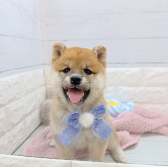 静岡県の柴犬(標準サイズ) (犬の家＆猫の里アミーゴ浜松和田店/2026年1月20日生まれ/男の子/赤)の子犬の3枚目の画像