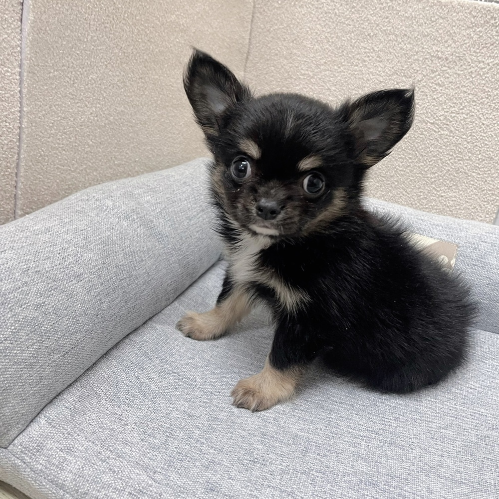 長野県のチワワ(ロング) (犬の家＆猫の里塩尻店/2026年1月19日生まれ/男の子/ブラックタン)の子犬の3枚目の画像