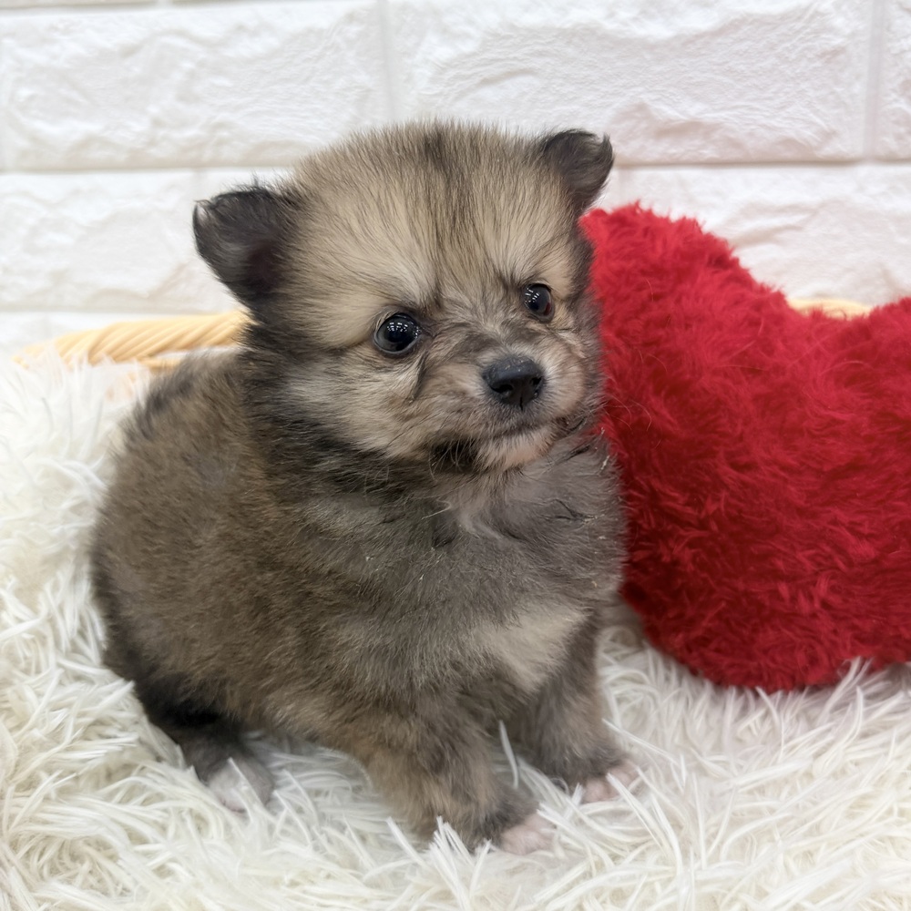 愛知県のポメチワ/チワポメ/ポメチー(ポメラニアン×チワワ) (犬の家＆猫の里MEGAドン・キホーテ東海名和店/2026年1月18日生まれ/男の子/ウルフセーブル)の子犬の3枚目の画像