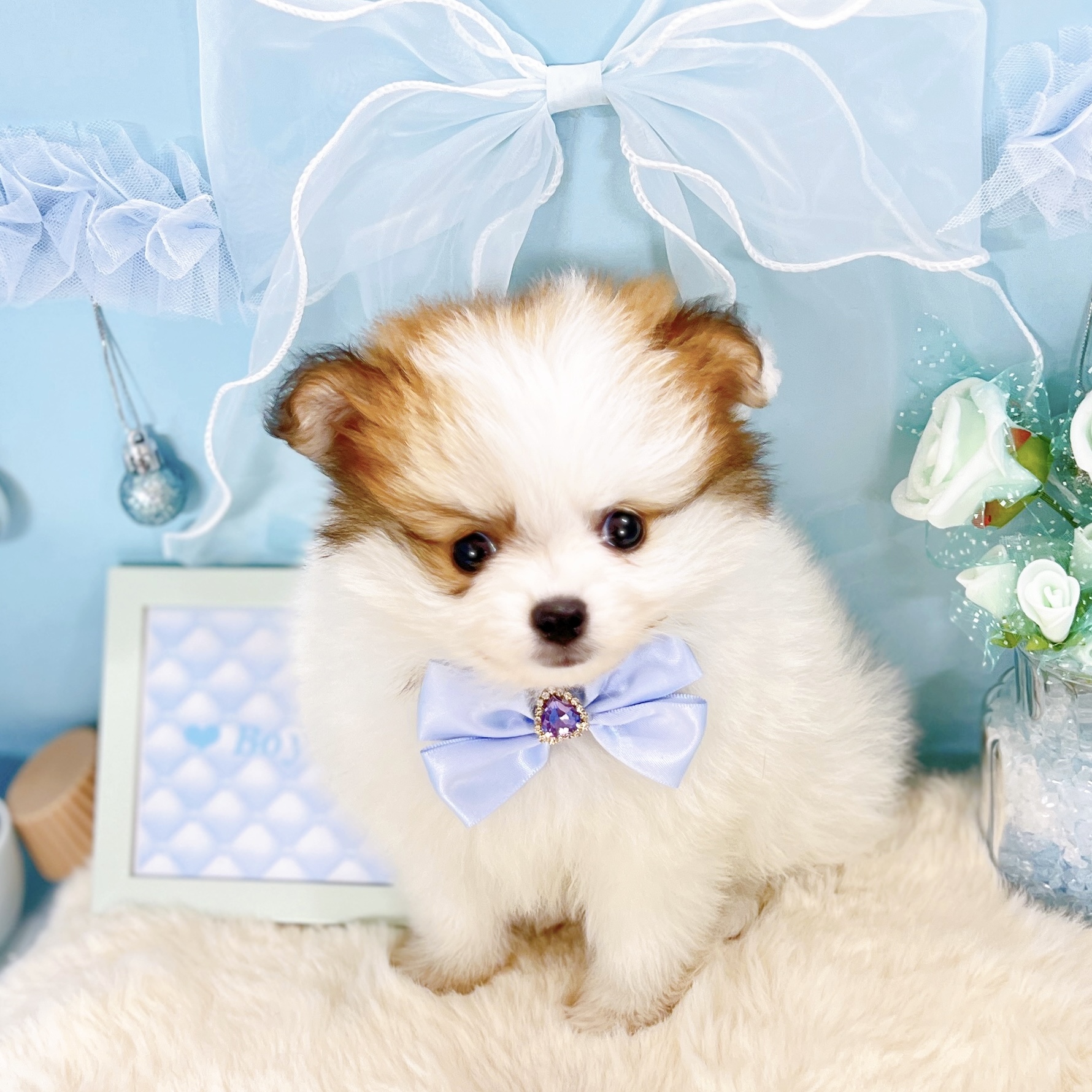 福井県のポメチワ/チワポメ/ポメチー(ポメラニアン×チワワ) (犬の家＆猫の里アミーゴ福井大和田店/2026年1月18日生まれ/男の子/パーティーカラー)の子犬の3枚目の画像