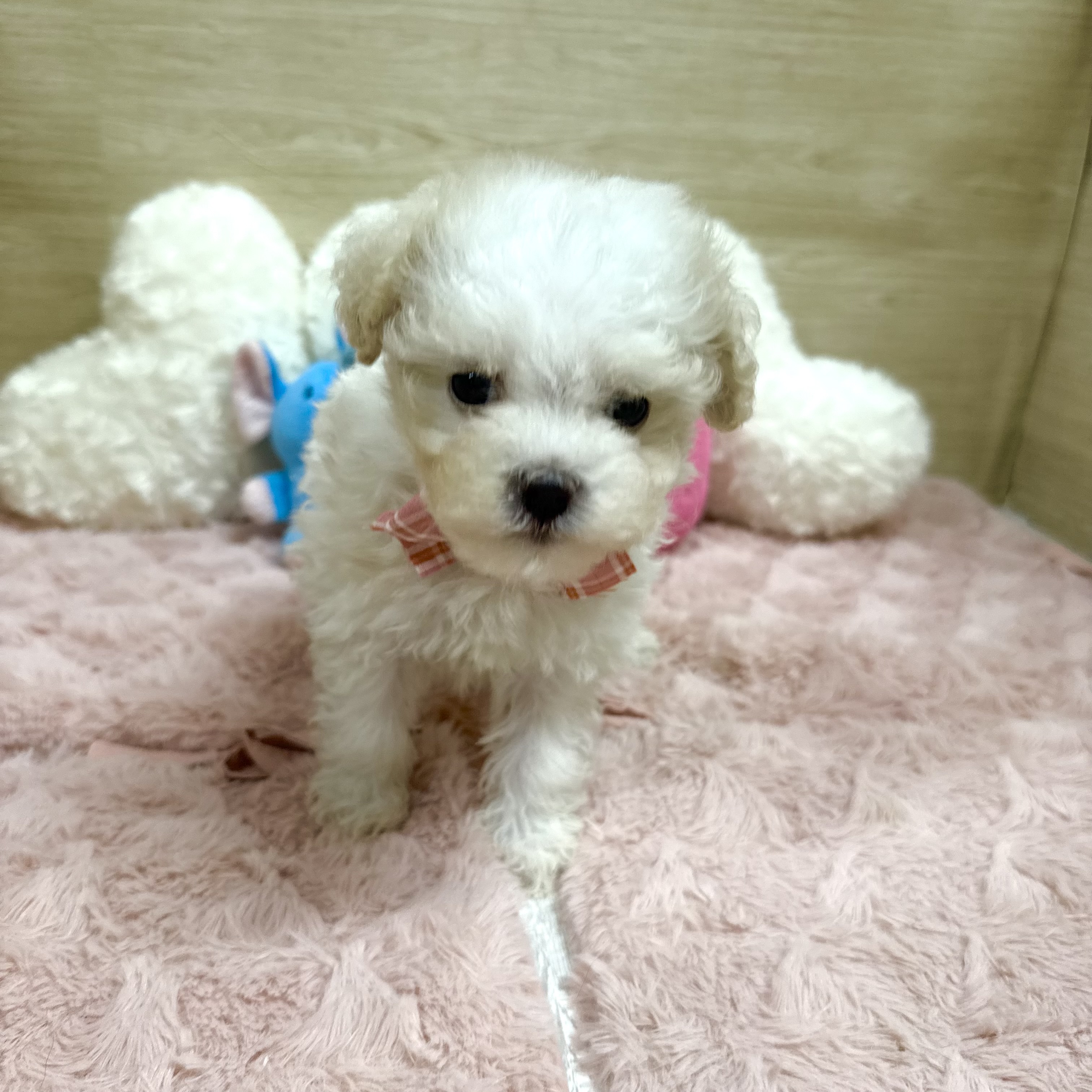 大阪府のビションプー(ビションフリーゼ×プードル) (犬の家＆猫の里そよら東岸和田店/2026年1月17日生まれ/女の子/ホワイト)の子犬の3枚目の画像