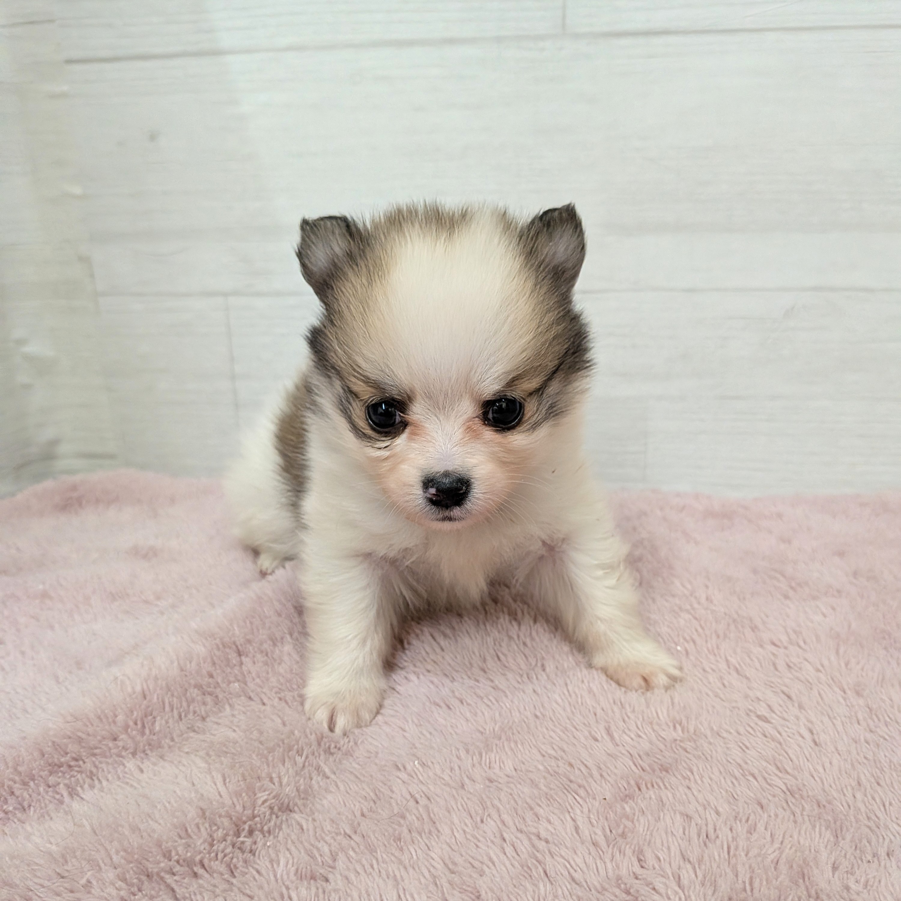 愛知県のポメチワ/チワポメ/ポメチー(ポメラニアン×チワワ) (犬の家＆猫の里碧南店/2026年1月18日生まれ/男の子/パーティーカラー)の子犬の1枚目の画像