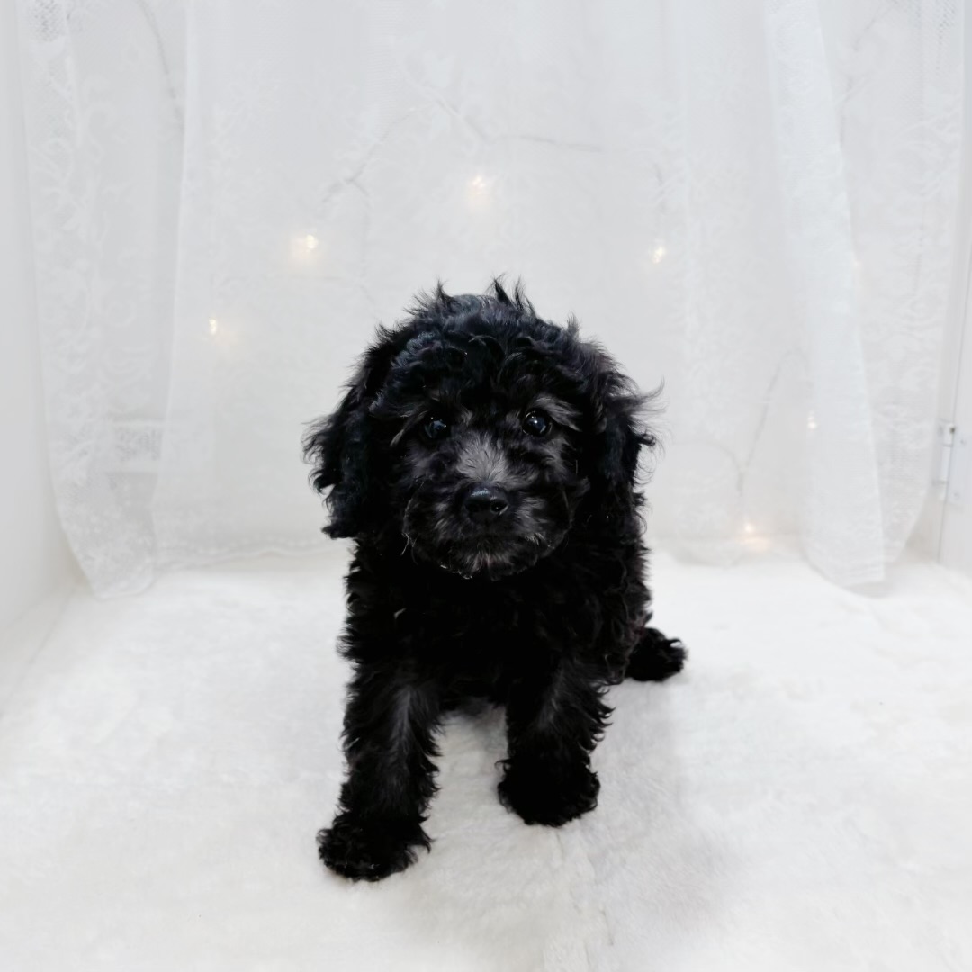 千葉県のトイプードル(トイ) (犬の家＆猫の里BIGHOPガーデンモール印西店/2026年1月19日生まれ/男の子/シルバー)の子犬の3枚目の画像