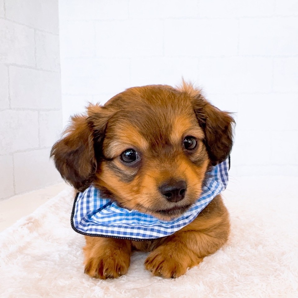 石川県のチワックス(チワワ×ダックス) (犬の家＆猫の里金沢店/2026年1月17日生まれ/男の子/レッド)の子犬の3枚目の画像