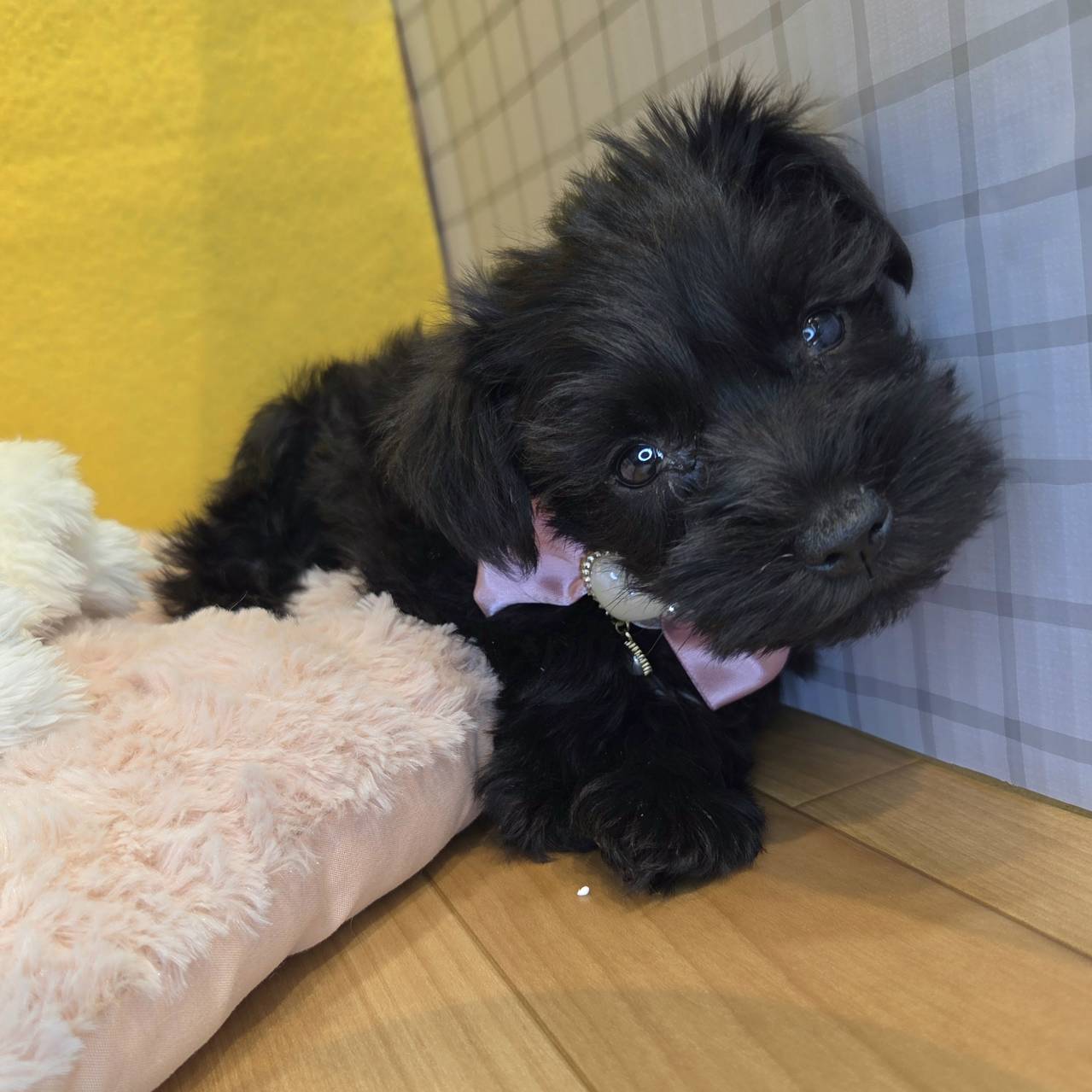 長野県のミニチュアシュナウザー (犬の家＆猫の里カインズ梓川店/2026年1月18日生まれ/男の子/ブラック)の子犬の3枚目の画像