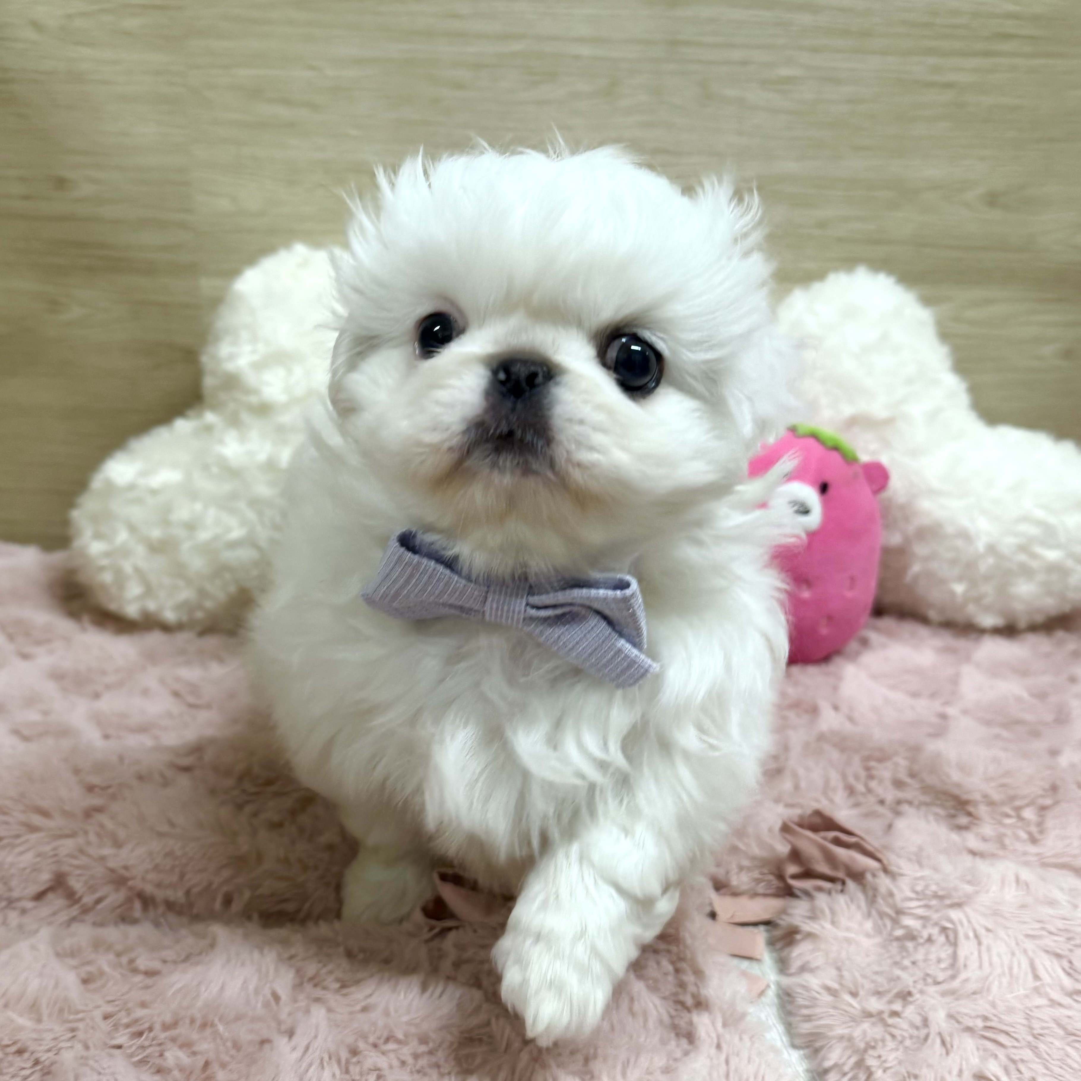 大阪府のペキニーズ (犬の家＆猫の里そよら東岸和田店/2026年1月18日生まれ/女の子/ホワイト)の子犬の3枚目の画像