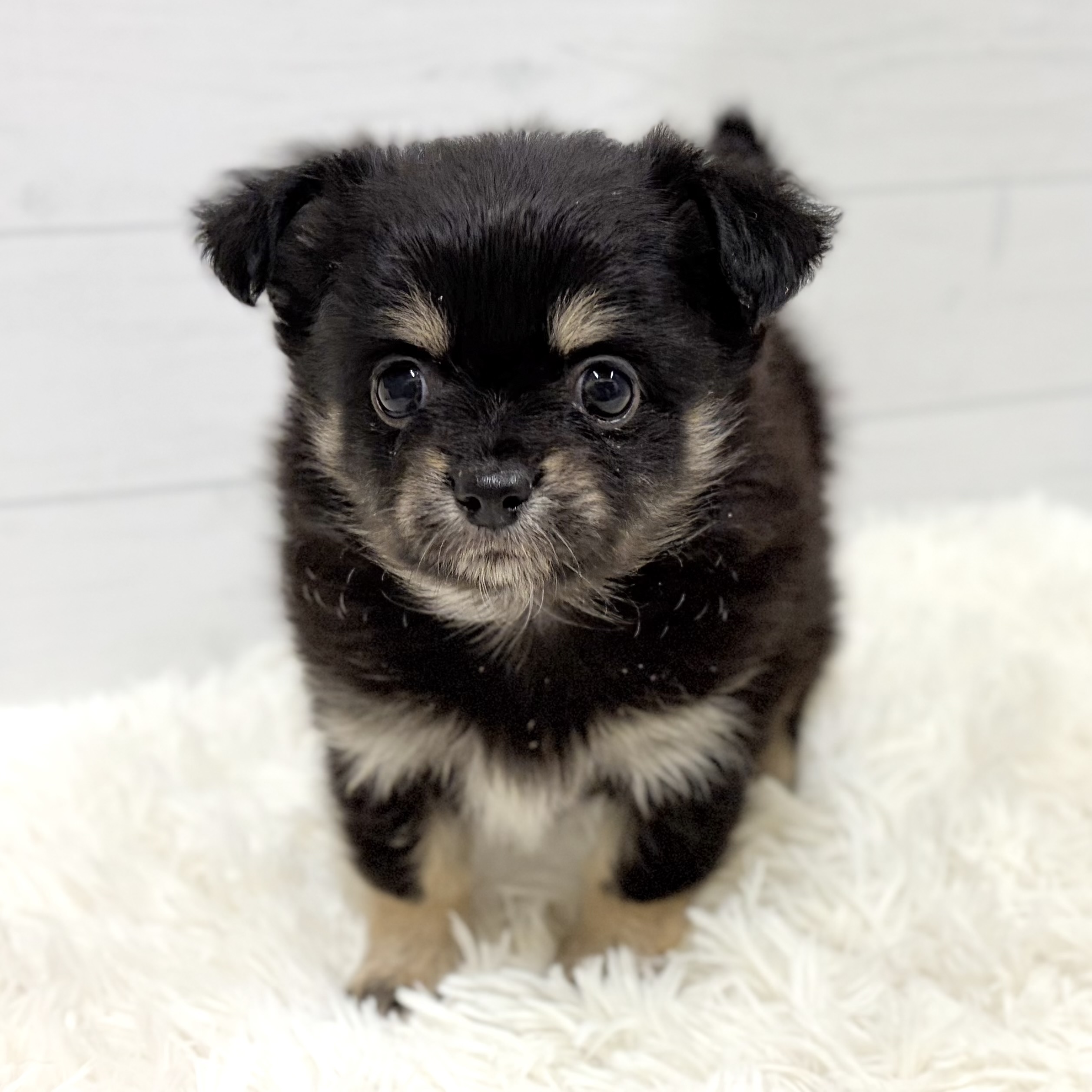 愛知県のポメチワ/チワポメ/ポメチー(ポメラニアン×チワワ) (犬の家＆猫の里豊田店/2026年1月19日生まれ/女の子/ブラックタンホワイト)の子犬の3枚目の画像