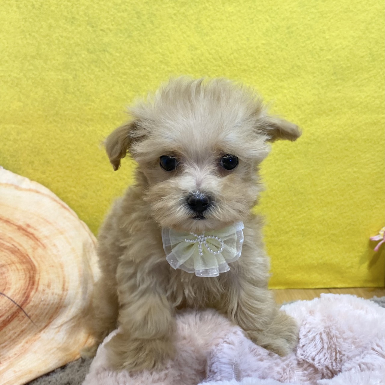 ハーフ犬女の子の写真