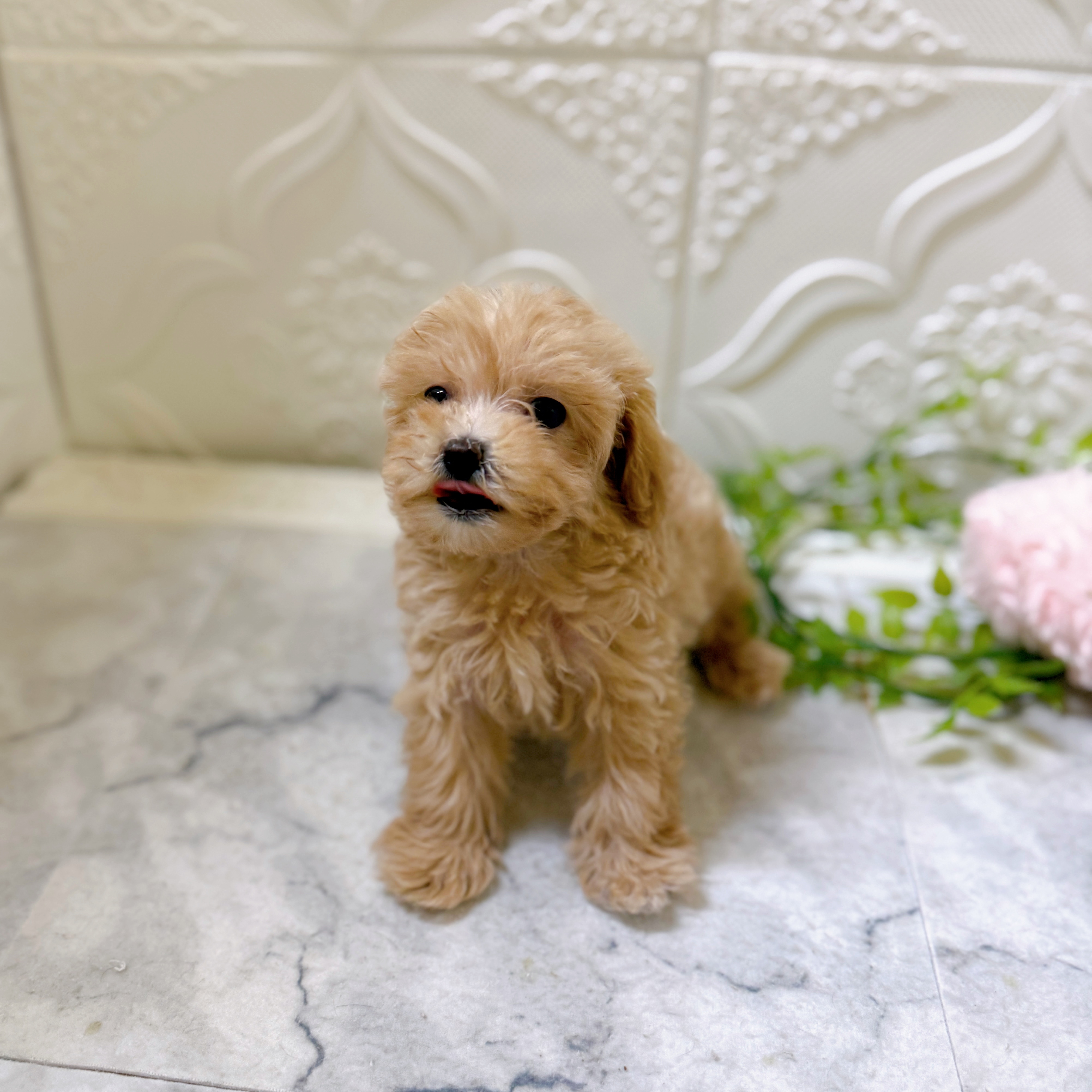 静岡県のマルプー(マルチーズ×プードル) (犬の家＆猫の里プレ葉ウォーク浜北店/2026年1月19日生まれ/女の子/アプリコット)の子犬の3枚目の画像