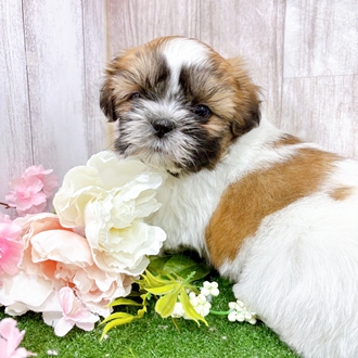 神奈川県のシーズー (犬の家＆猫の里小田原店/2026年1月17日生まれ/女の子/ゴールドホワイト)の子犬の3枚目の画像