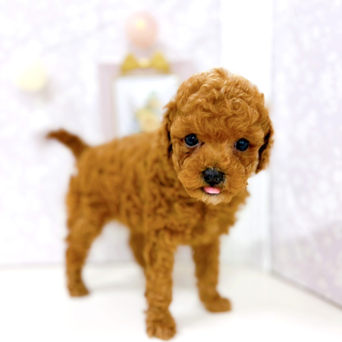 富山県のトイプードル(トイ) (犬の家＆猫の里アミーゴ高岡蓮花寺店/2026年1月19日生まれ/女の子/レッド)の子犬の3枚目の画像