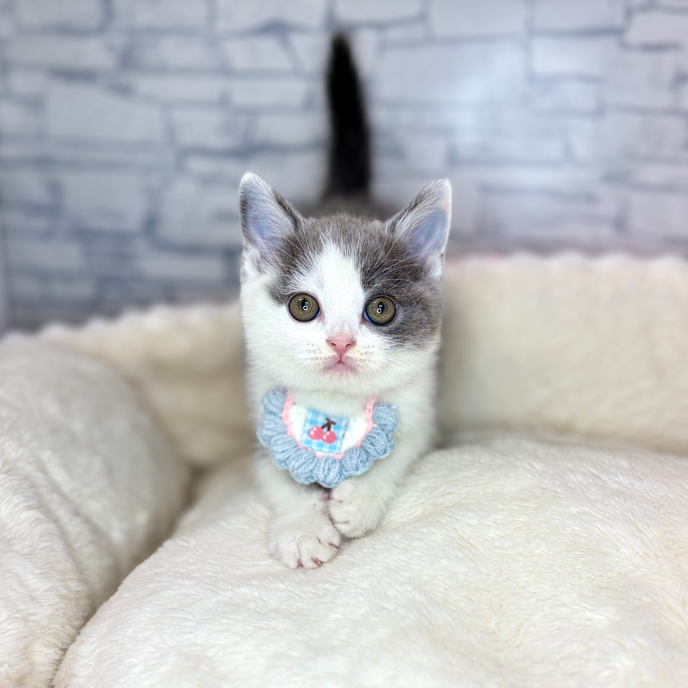 長野県のブリティッシュショートヘアー (犬の家＆猫の里長野店/2026年1月20日生まれ/男の子/ブルーホワイト)の子猫の3枚目の画像