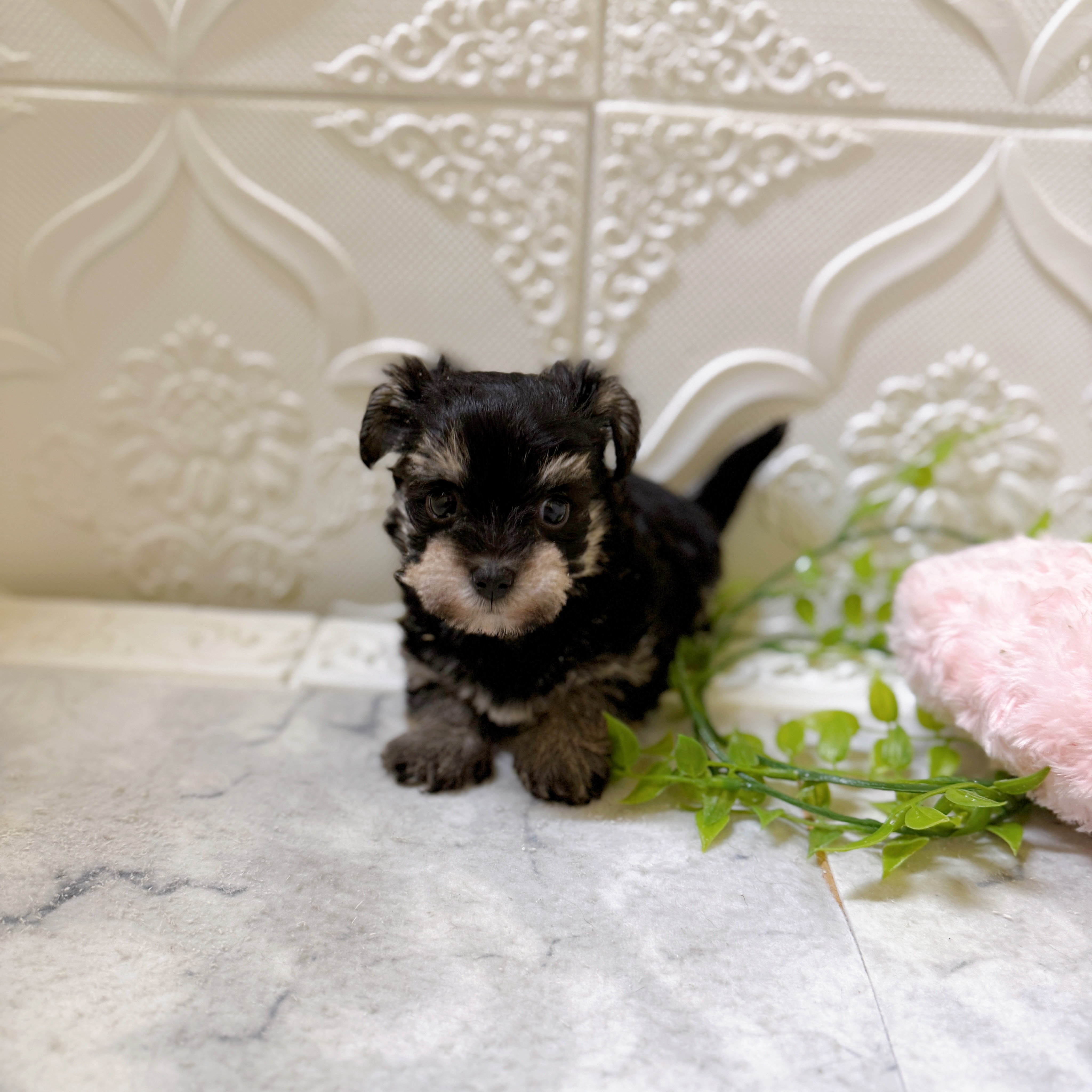 愛知県のシュナマル/マルシュナ(シュナウザー×マルチーズ) (犬の家＆猫の里岡崎店/2026年1月20日生まれ/男の子/ブラックシルバー)の子犬の3枚目の画像