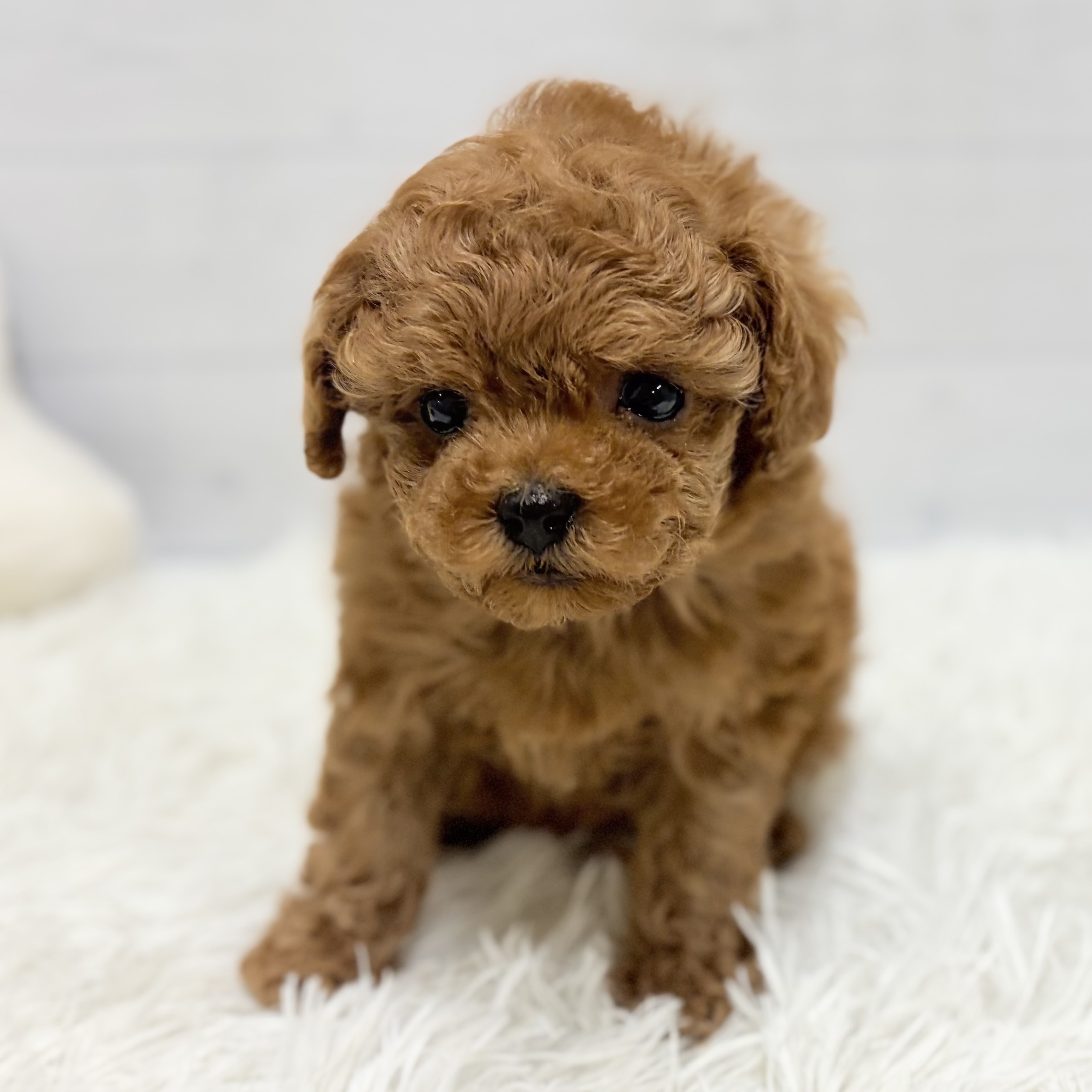 愛知県のトイプードル(タイニー) (犬の家＆猫の里豊田店/2026年1月20日生まれ/女の子/レッド)の子犬の3枚目の画像