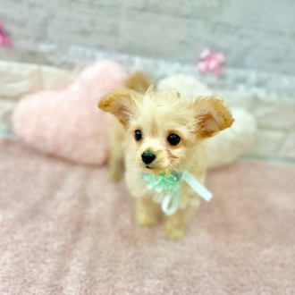 静岡県のチワプー/プーチー(チワワ×プードル) (犬の家＆猫の里プレ葉ウォーク浜北店/2026年1月20日生まれ/男の子/クリーム)の子犬の3枚目の画像