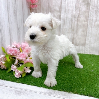 神奈川県のミニチュアシュナウザー (犬の家＆猫の里小田原店/2026年1月17日生まれ/女の子/ホワイト)の子犬の3枚目の画像