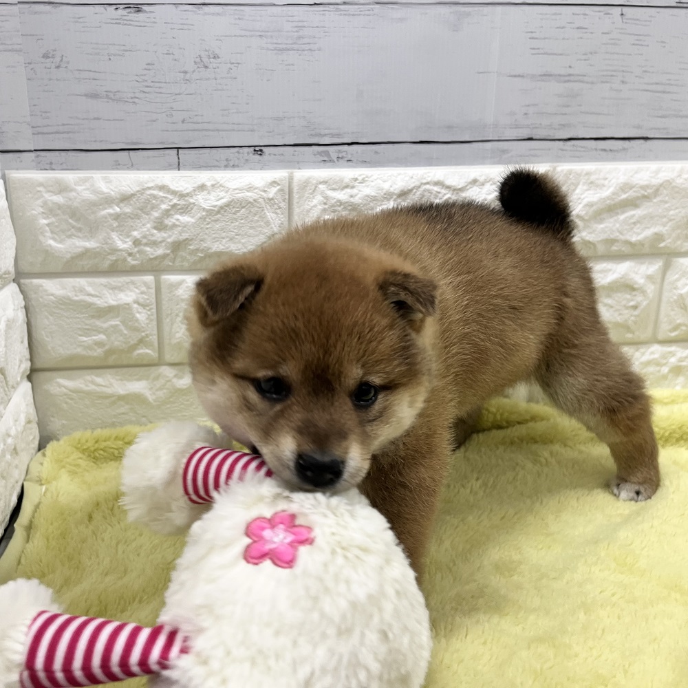 静岡県の柴犬(標準サイズ) (犬の家＆猫の里アミーゴ浜松和田店/2026年1月20日生まれ/女の子/赤)の子犬の3枚目の画像