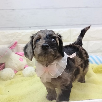 静岡県のダップー(ダックス×プードル) (犬の家＆猫の里アミーゴ浜松和田店/2026年1月19日生まれ/女の子/シルバーダップル)の子犬の3枚目の画像
