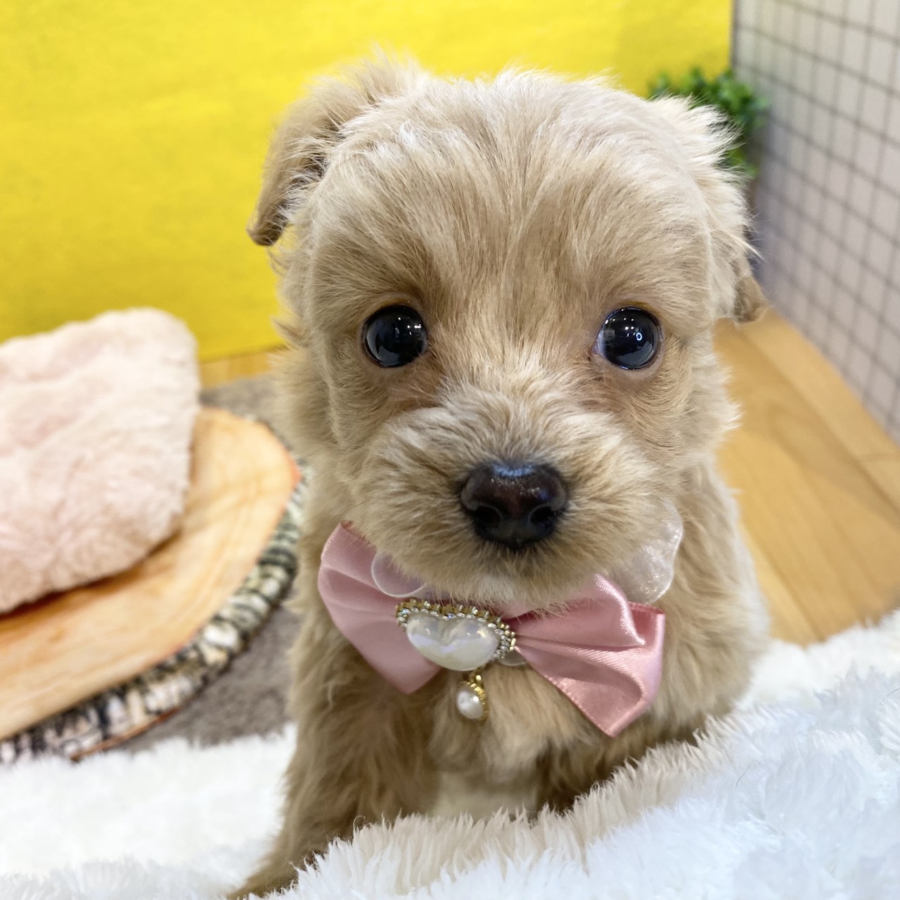 長野県のチワプー/プーチー(チワワ×プードル) (犬の家＆猫の里カインズ梓川店/2026年1月19日生まれ/女の子/クリームホワイト)の子犬の3枚目の画像