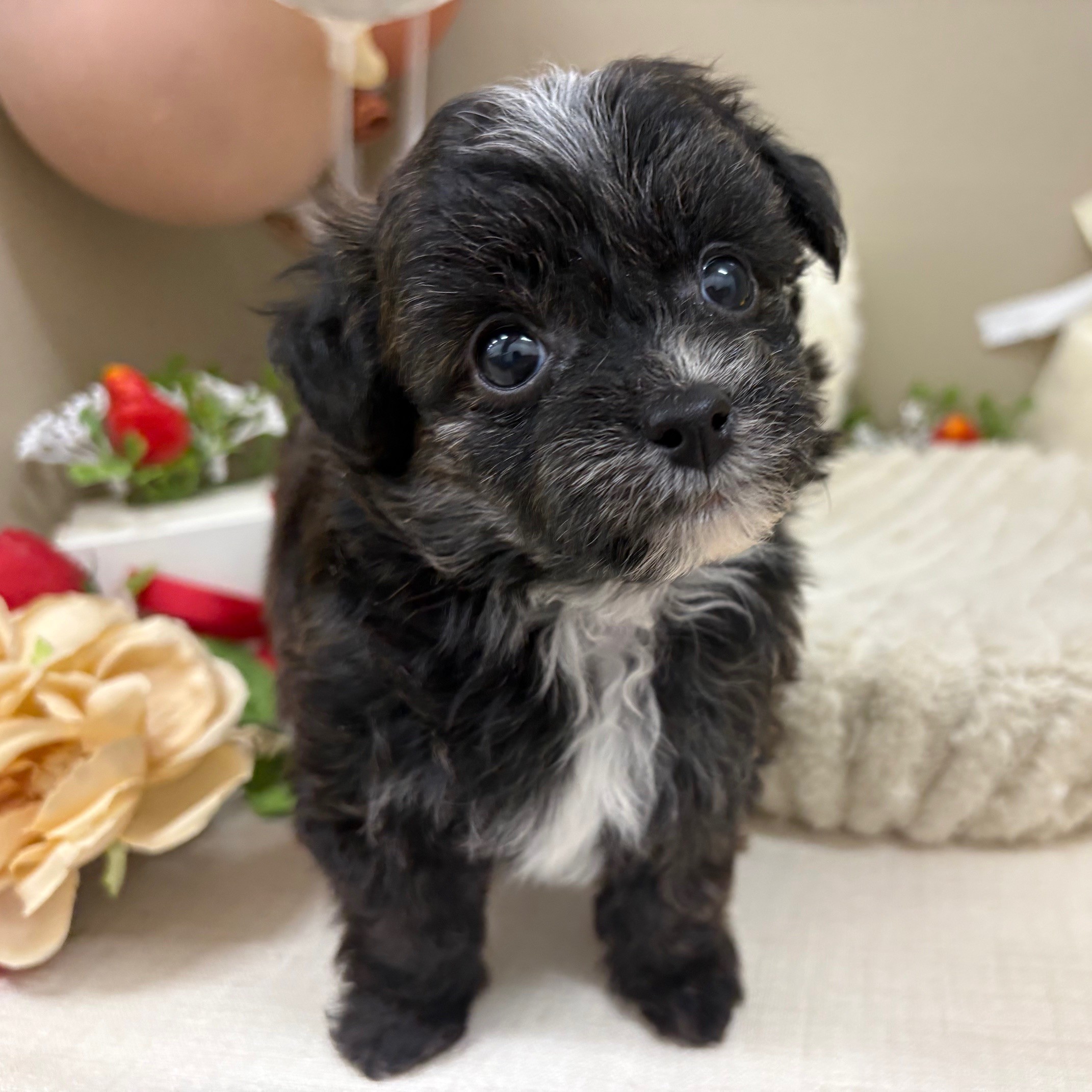 千葉県のチワプー/プーチー(チワワ×プードル) (犬の家＆猫の里ワンズモール稲毛店/2026年1月19日生まれ/男の子/トライカラー)の子犬の3枚目の画像