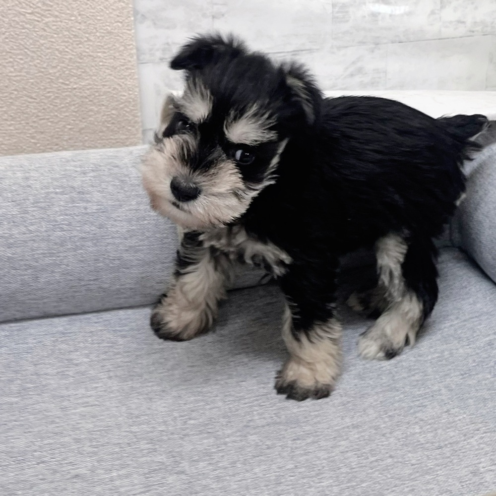 長野県のミニチュアシュナウザー (犬の家＆猫の里塩尻店/2026年1月17日生まれ/女の子/ブラックシルバー)の子犬の3枚目の画像