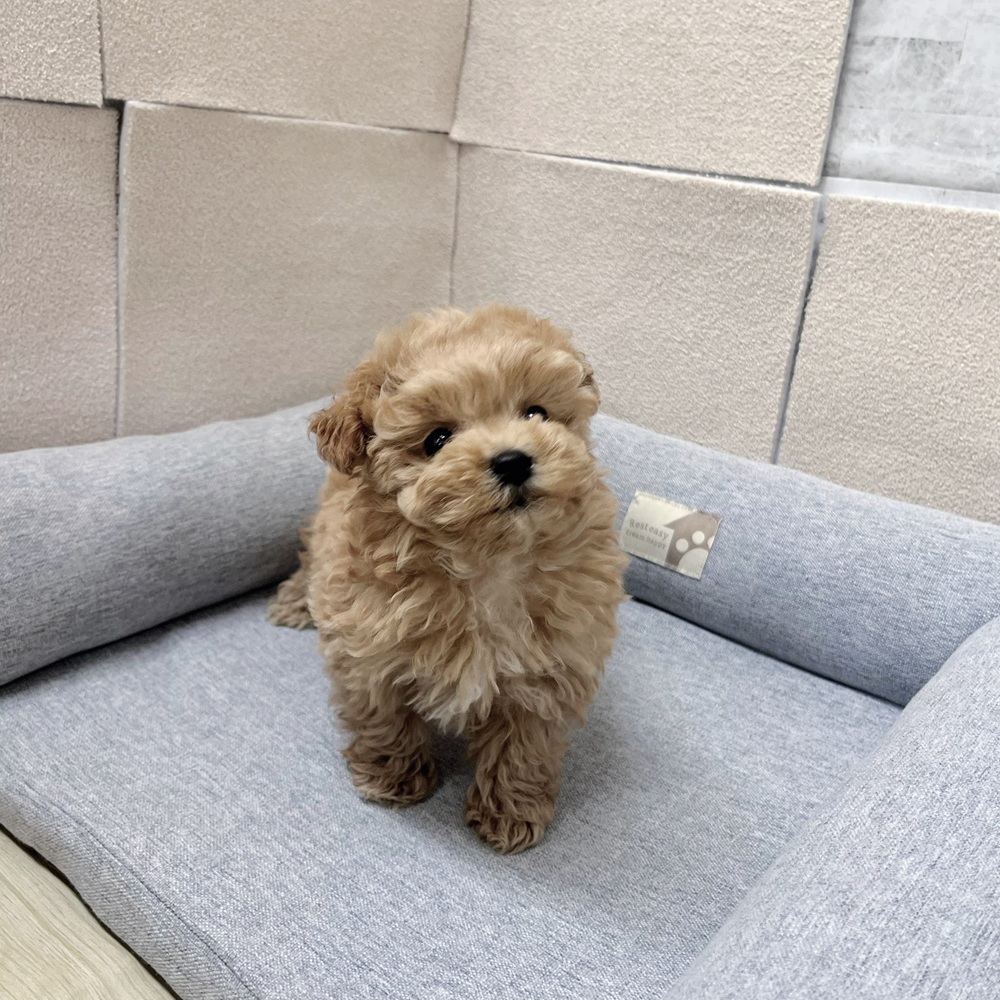 長野県のマルプー(マルチーズ×プードル) (犬の家＆猫の里塩尻店/2026年1月19日生まれ/女の子/アプリコット)の子犬の3枚目の画像