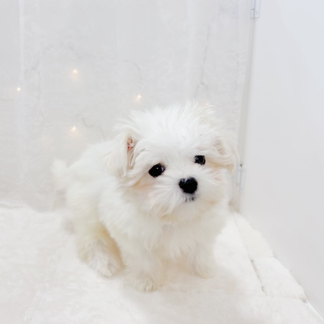 千葉県のマルチーズ (犬の家＆猫の里BIGHOPガーデンモール印西店/2026年1月18日生まれ/女の子/ホワイト)の子犬の3枚目の画像